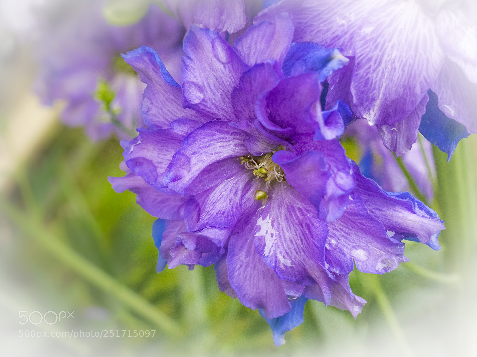 Olympus OM-D E-M1 sample photo. Beautiful flowers photography