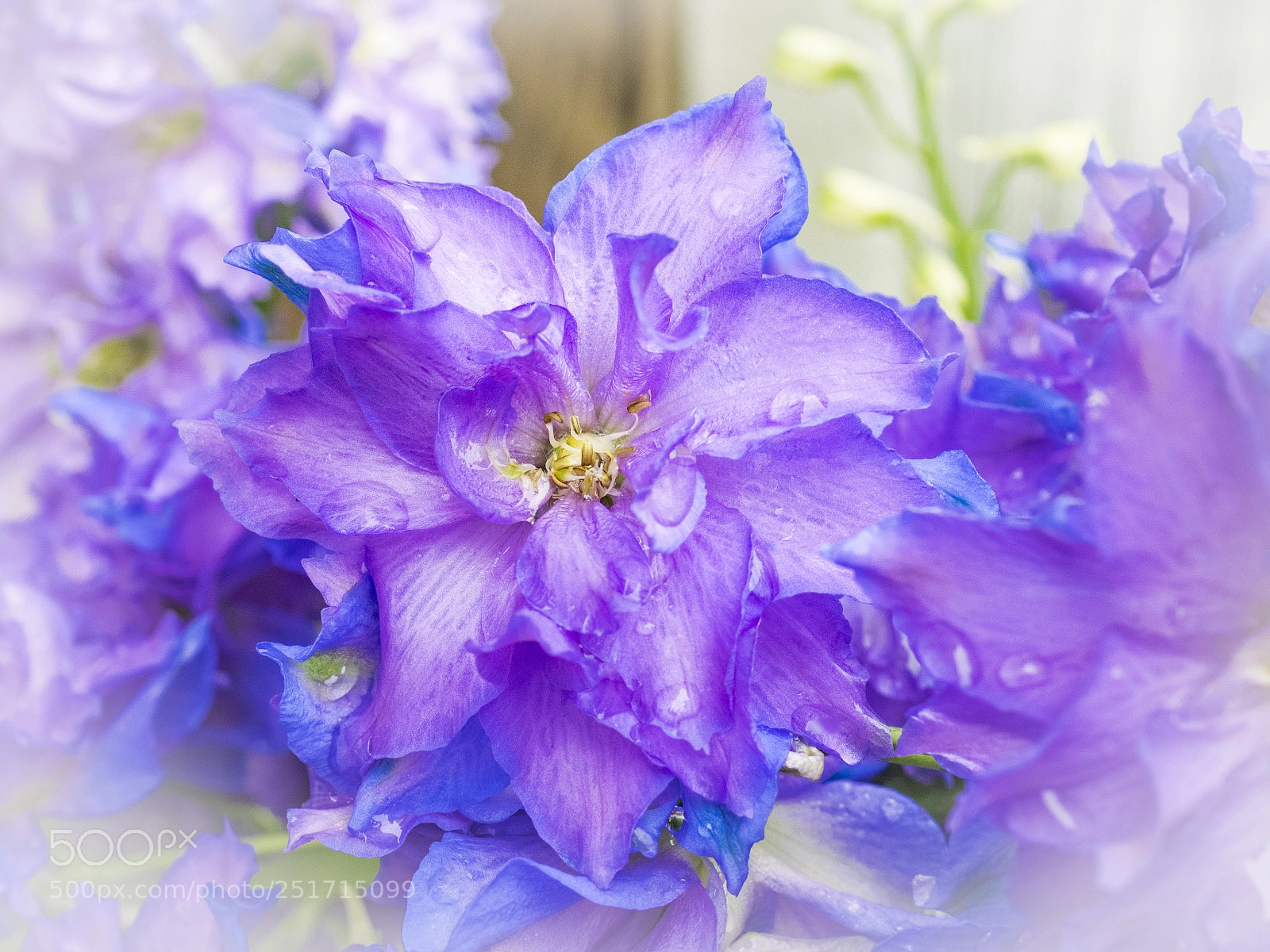 Olympus OM-D E-M1 sample photo. Beautiful flowers photography