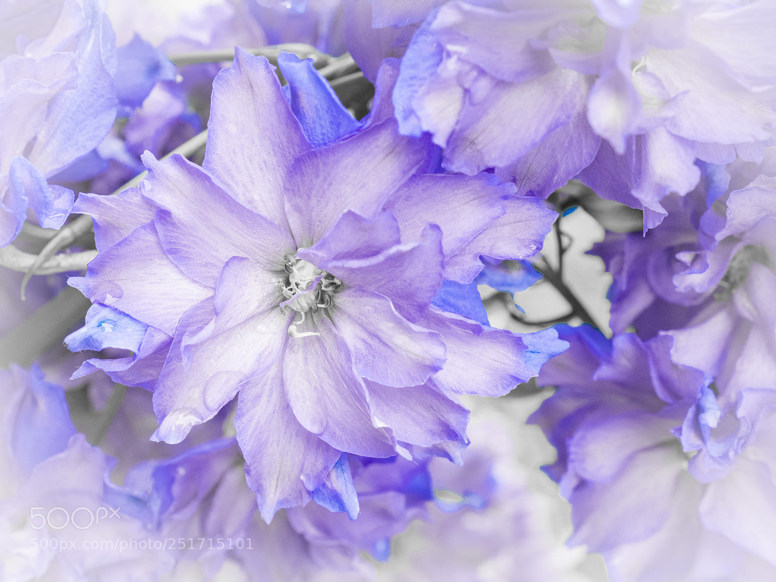 Olympus OM-D E-M1 sample photo. Beautiful flowers photography