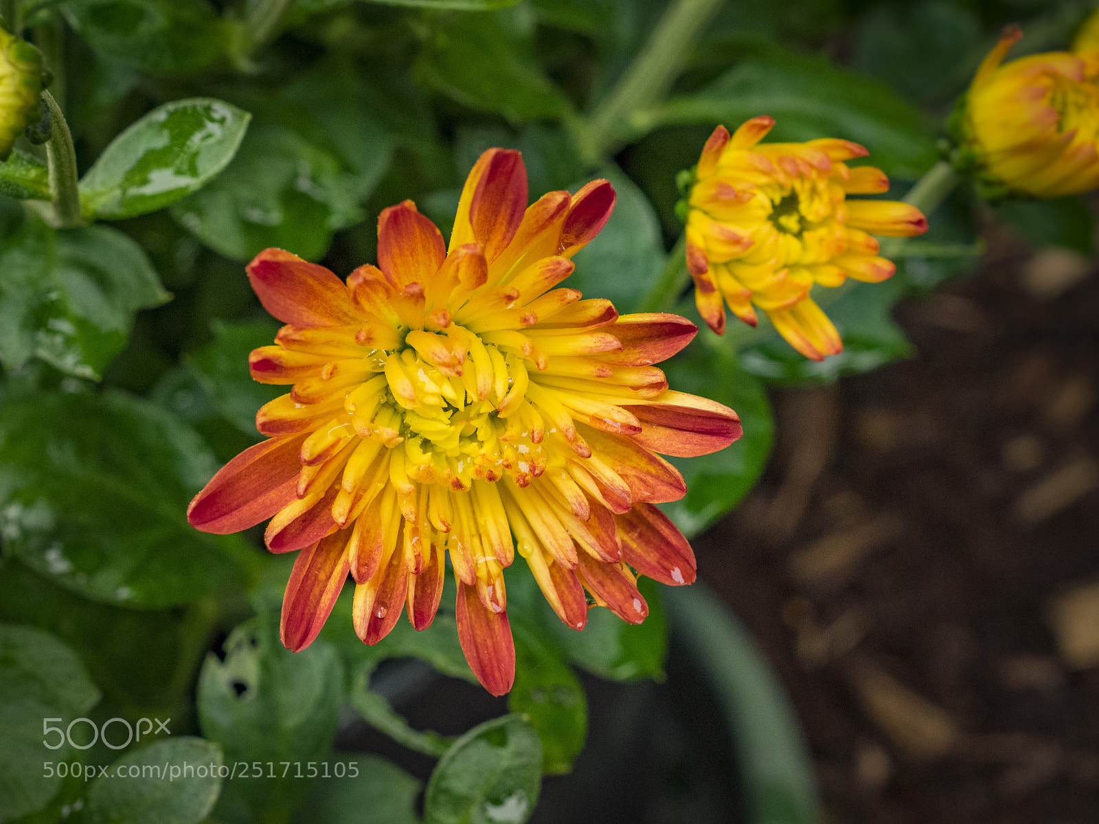 Olympus OM-D E-M1 sample photo. Beautiful flowers photography