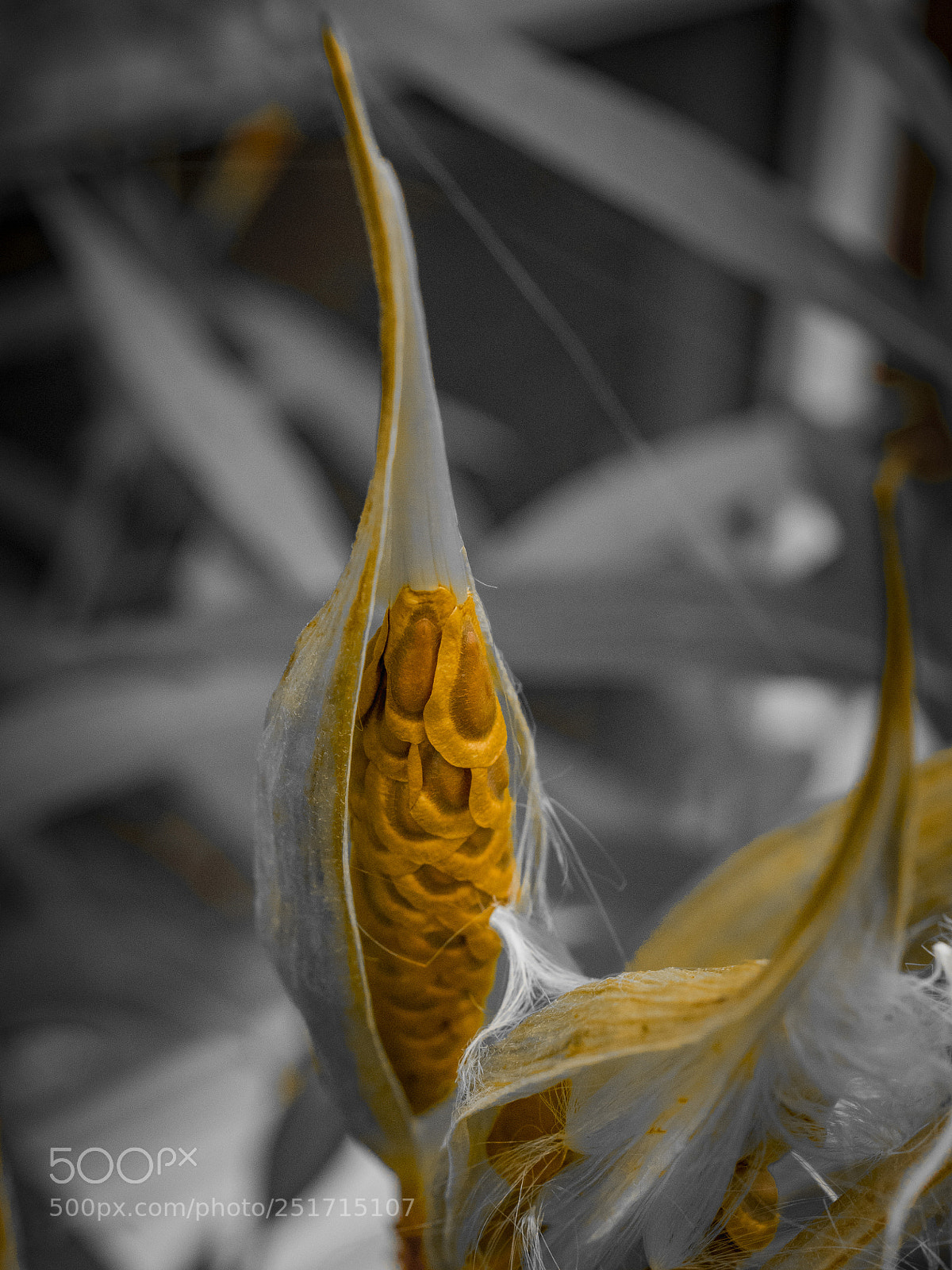 Olympus OM-D E-M1 sample photo. Beautiful flowers photography