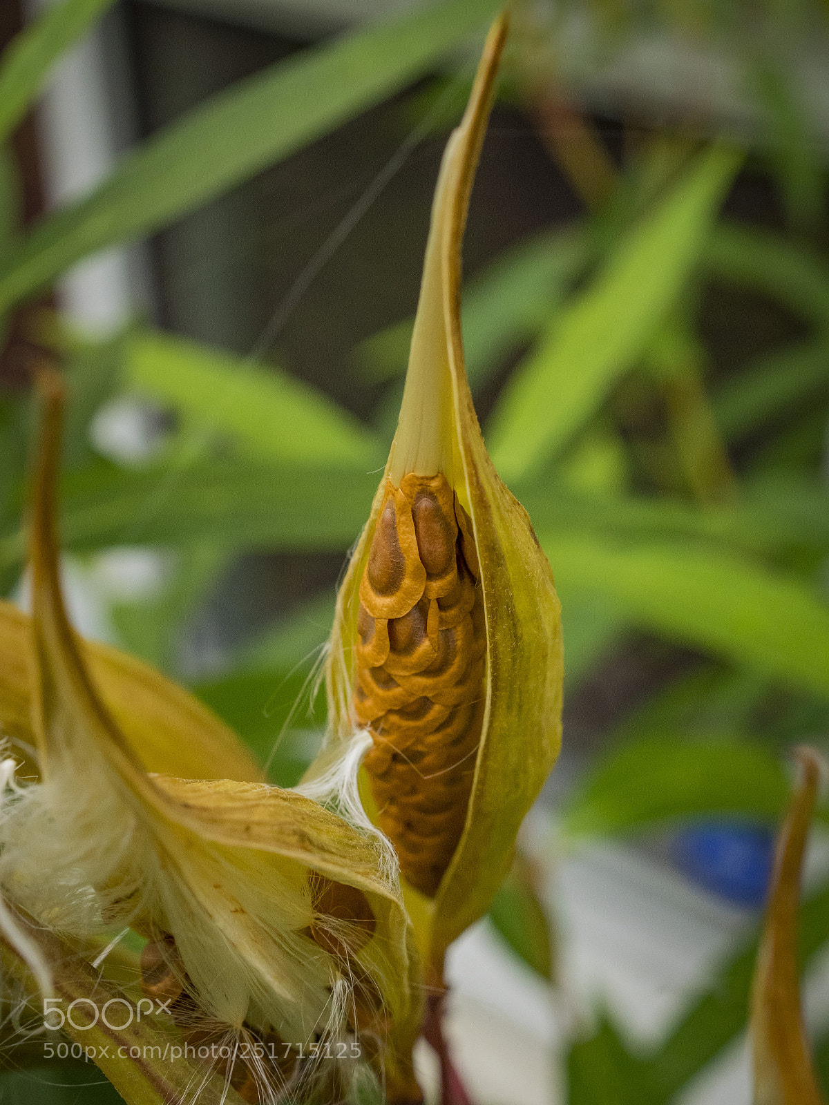 Olympus OM-D E-M1 sample photo. Beautiful flowers photography
