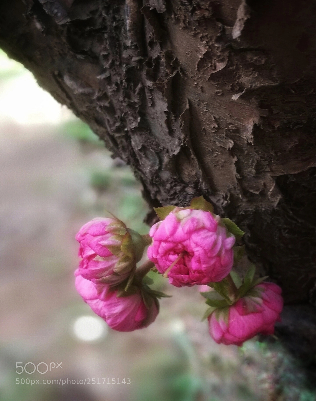 HUAWEI P9 sample photo. Untitled photography