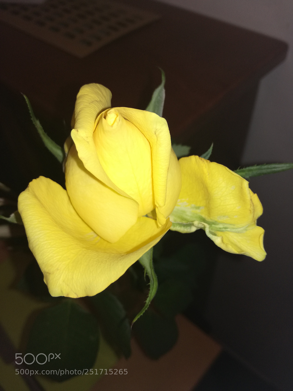 HUAWEI P9 LITE sample photo. Rosellina gialla photography