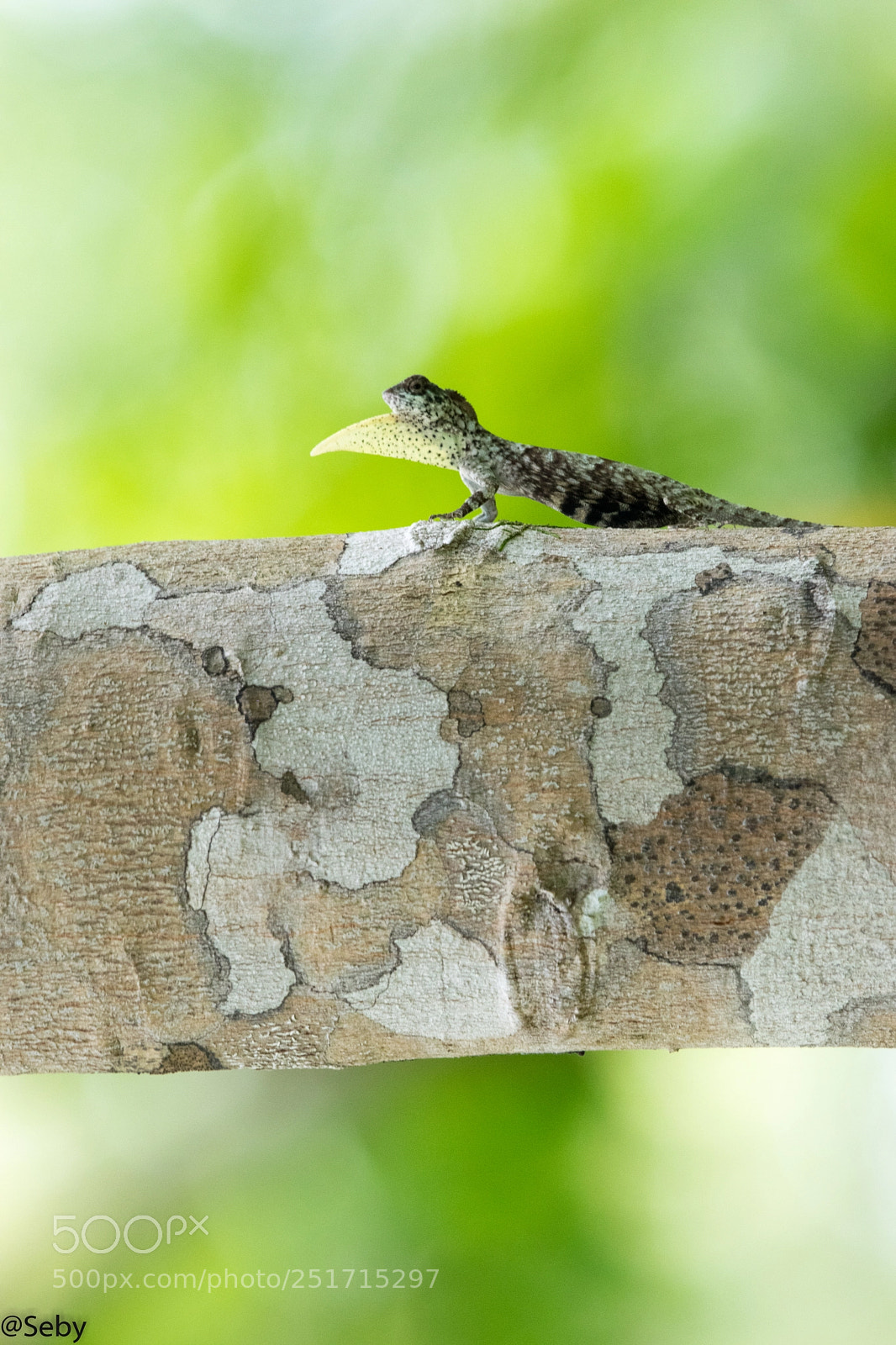 Nikon D5300 sample photo. Draco volans photography