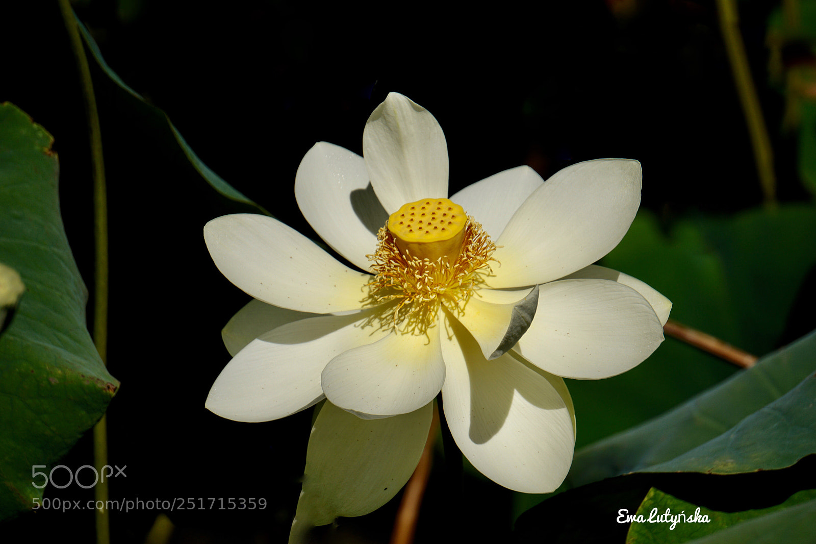 Sony a6000 sample photo. Lotus  photography