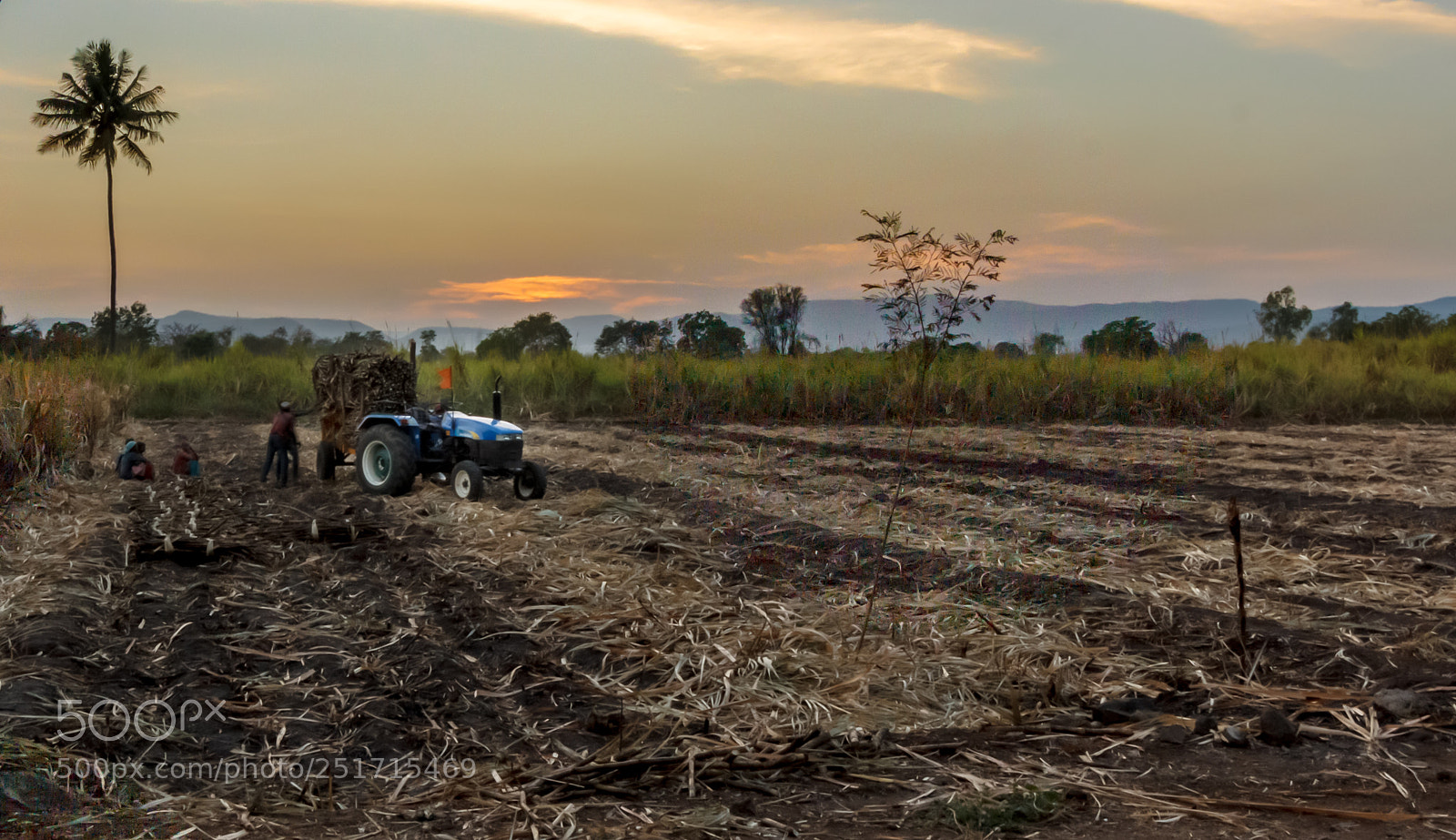 Canon EOS 600D (Rebel EOS T3i / EOS Kiss X5) sample photo. Day's harvest photography