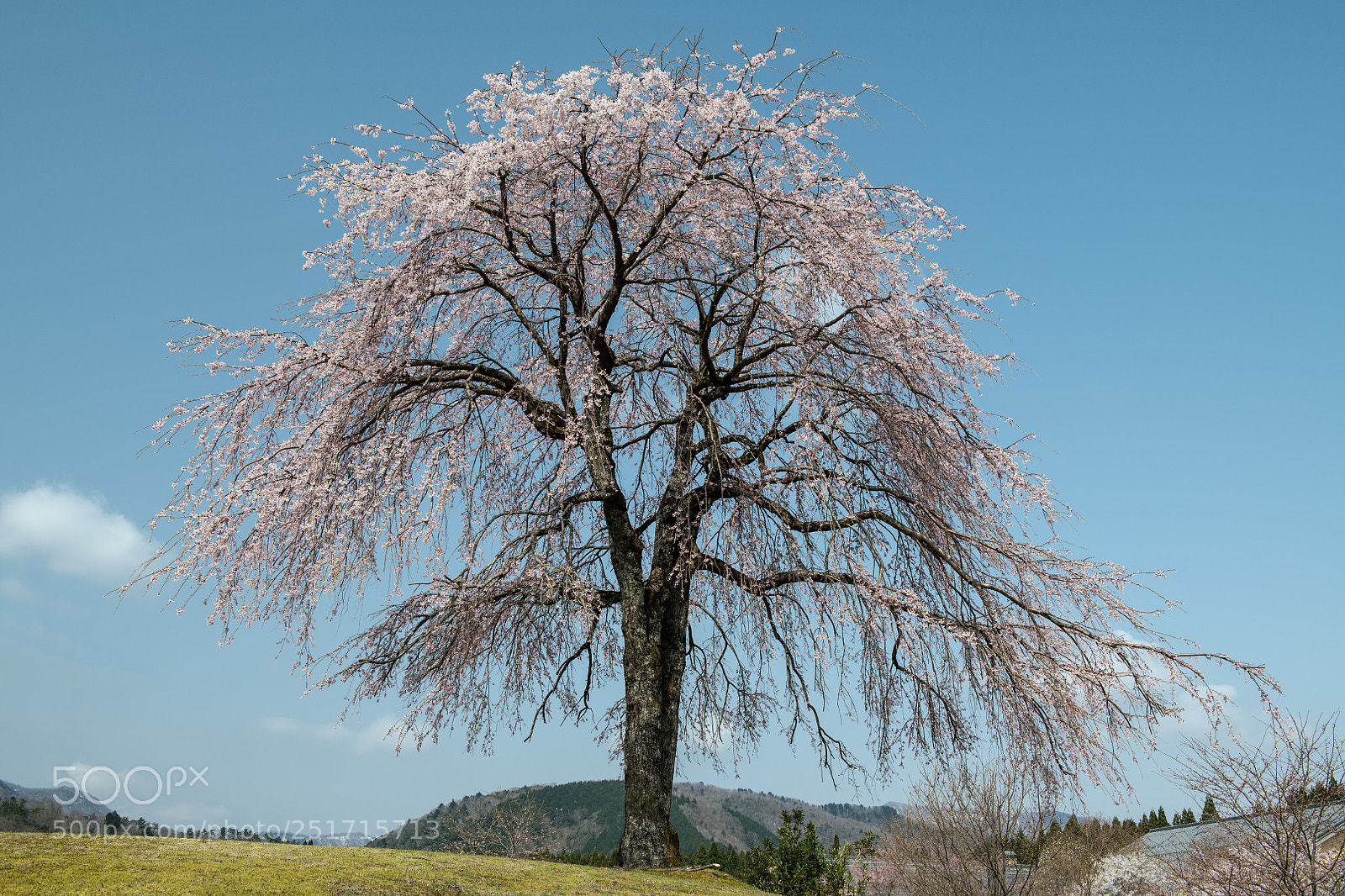 Nikon D850 sample photo. Weeping cherry on the photography