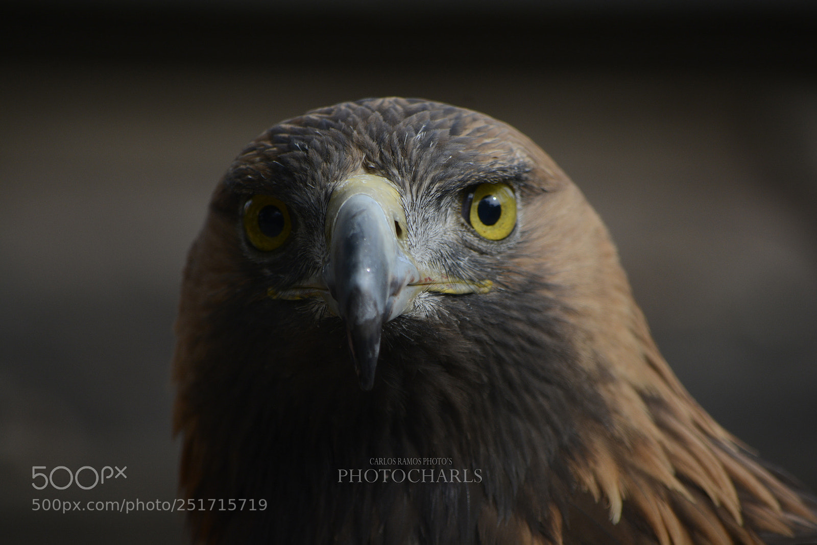 Nikon D7100 sample photo. Eagle photography