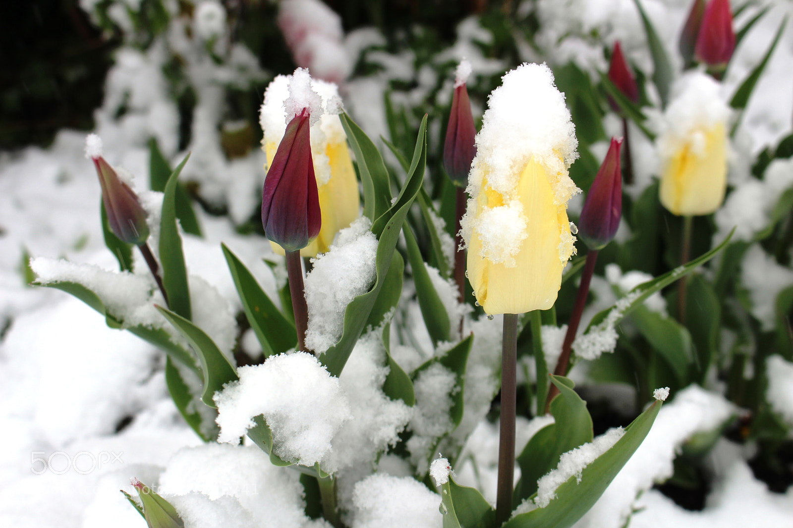 Canon EOS 700D (EOS Rebel T5i / EOS Kiss X7i) sample photo. Frohe ostern photography