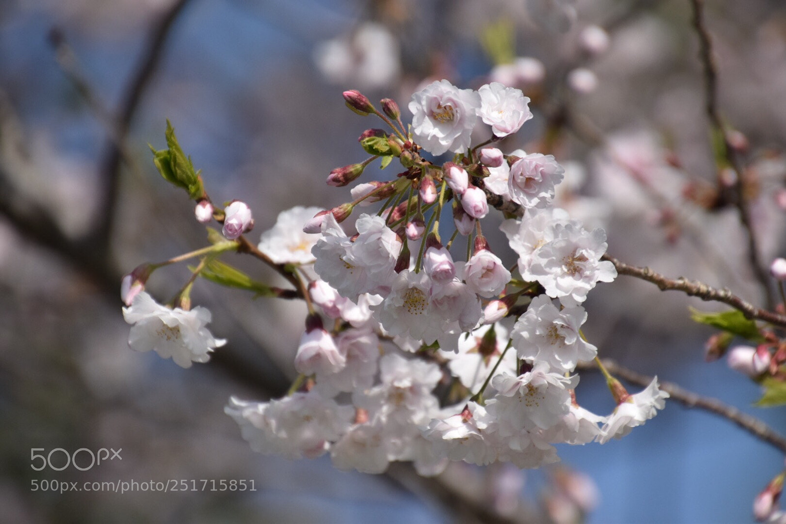 Nikon D5300 sample photo. Untitled photography