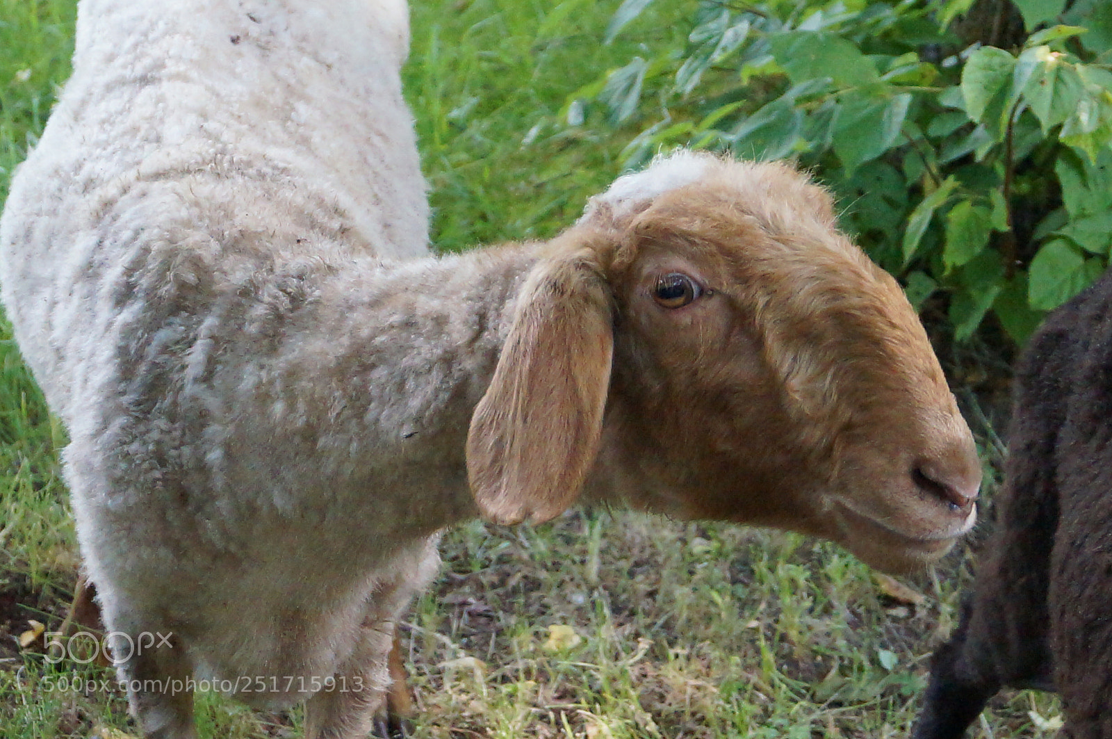 Sony SLT-A57 sample photo. Untitled photography