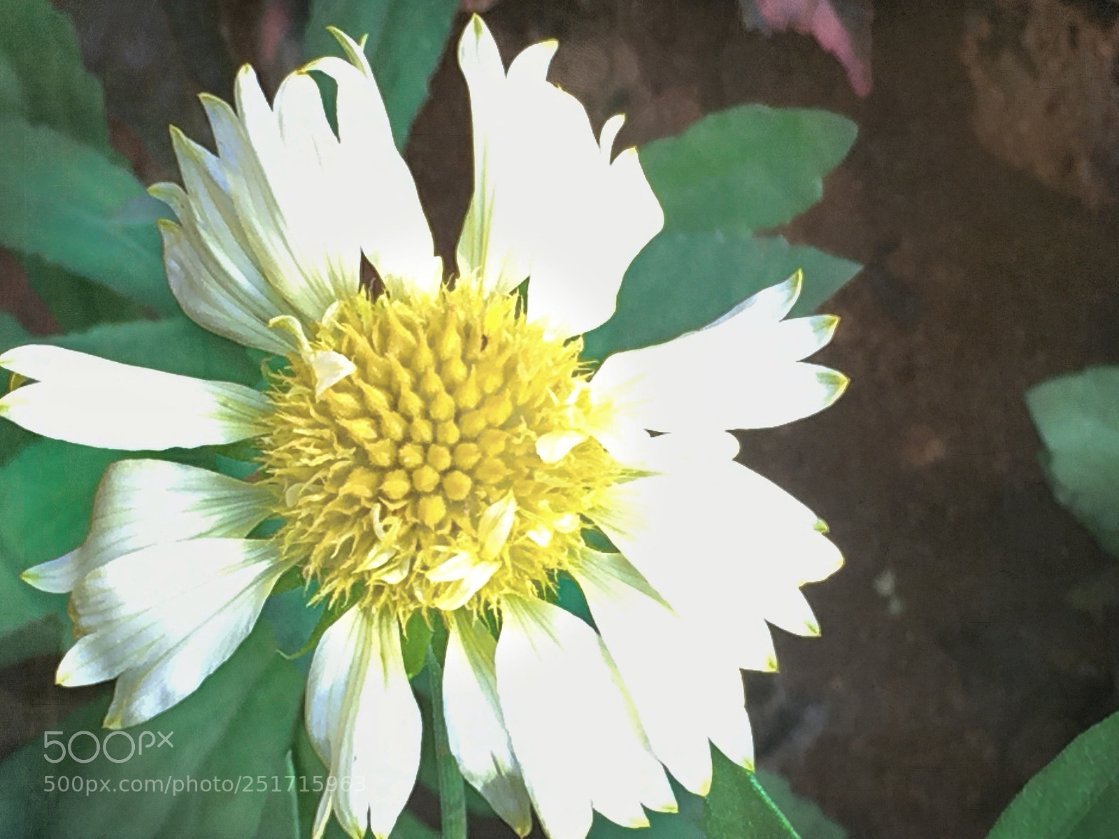 Apple iPhone SE sample photo. Flower photography