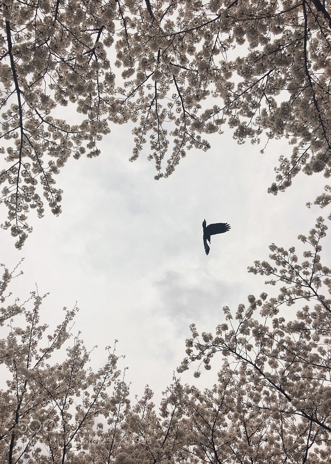 Apple iPhone 6s Plus sample photo. 자유과 사랑! photography