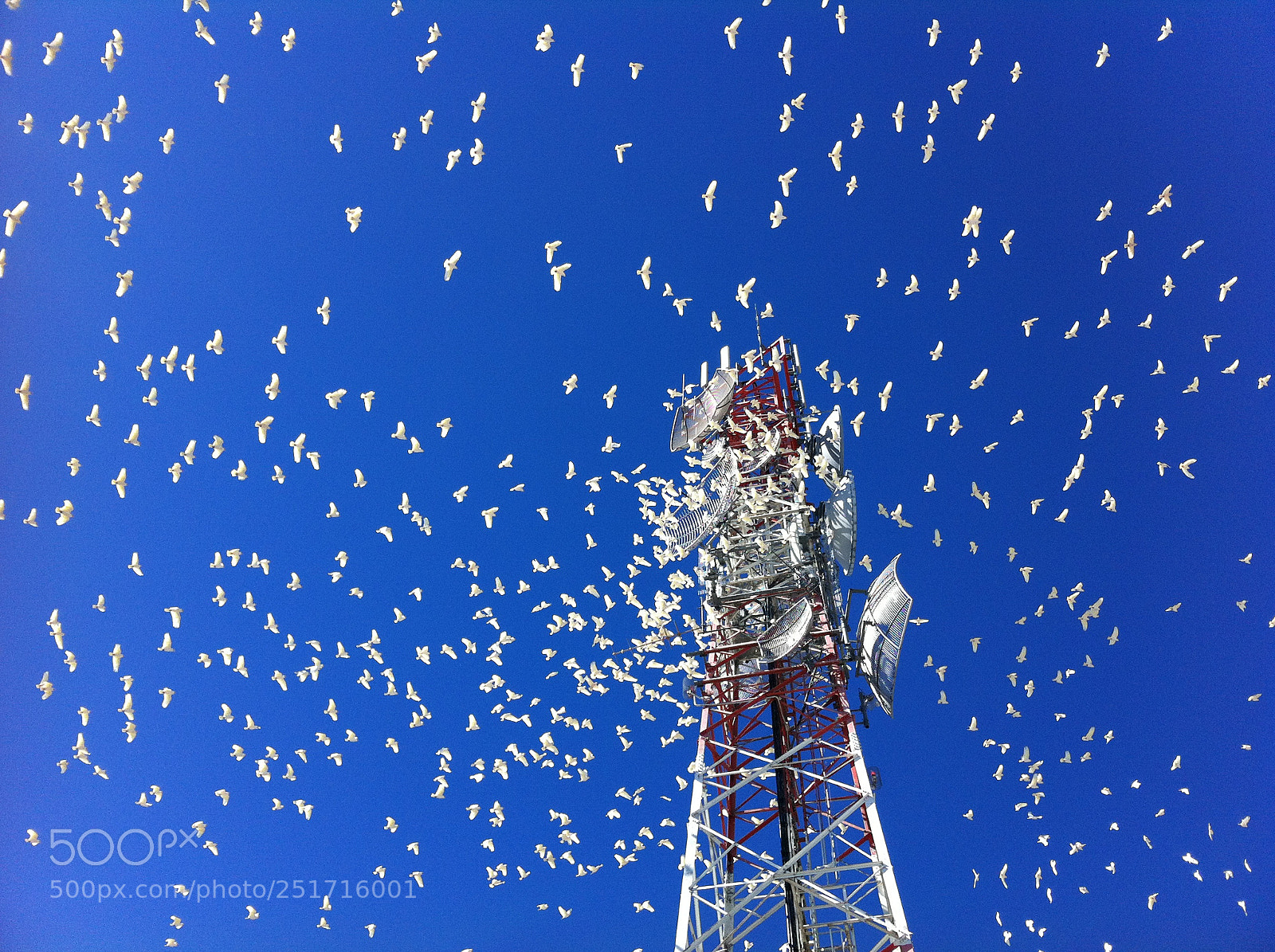Apple iPhone 4 sample photo. Cacatua photography