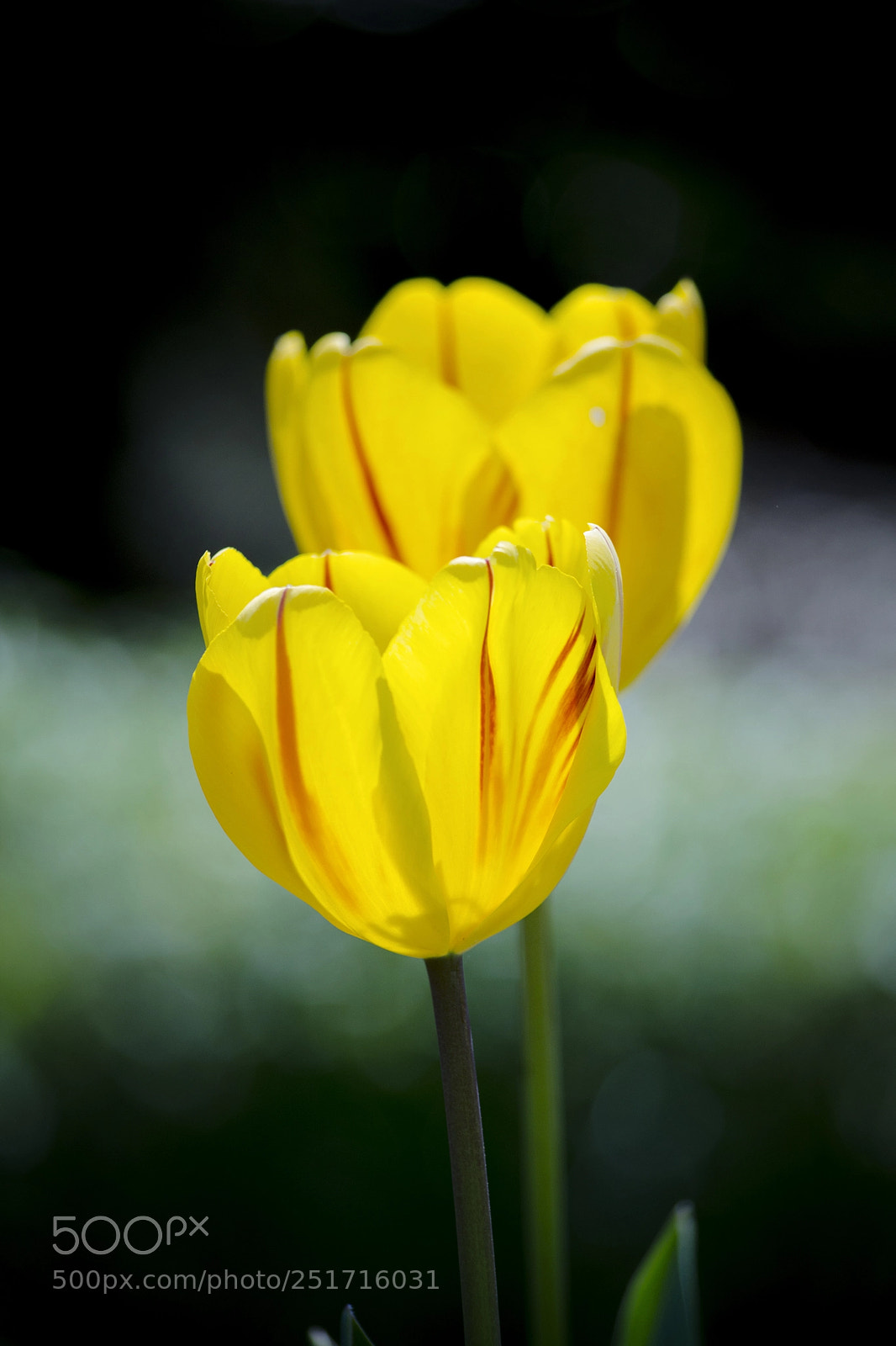 Nikon D5100 sample photo. Morning glow photography