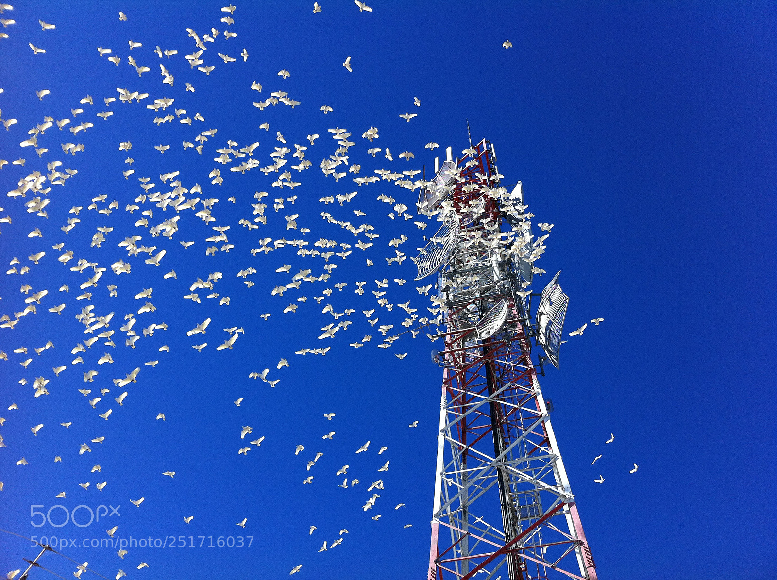 Apple iPhone 4 sample photo. Cacatua photography