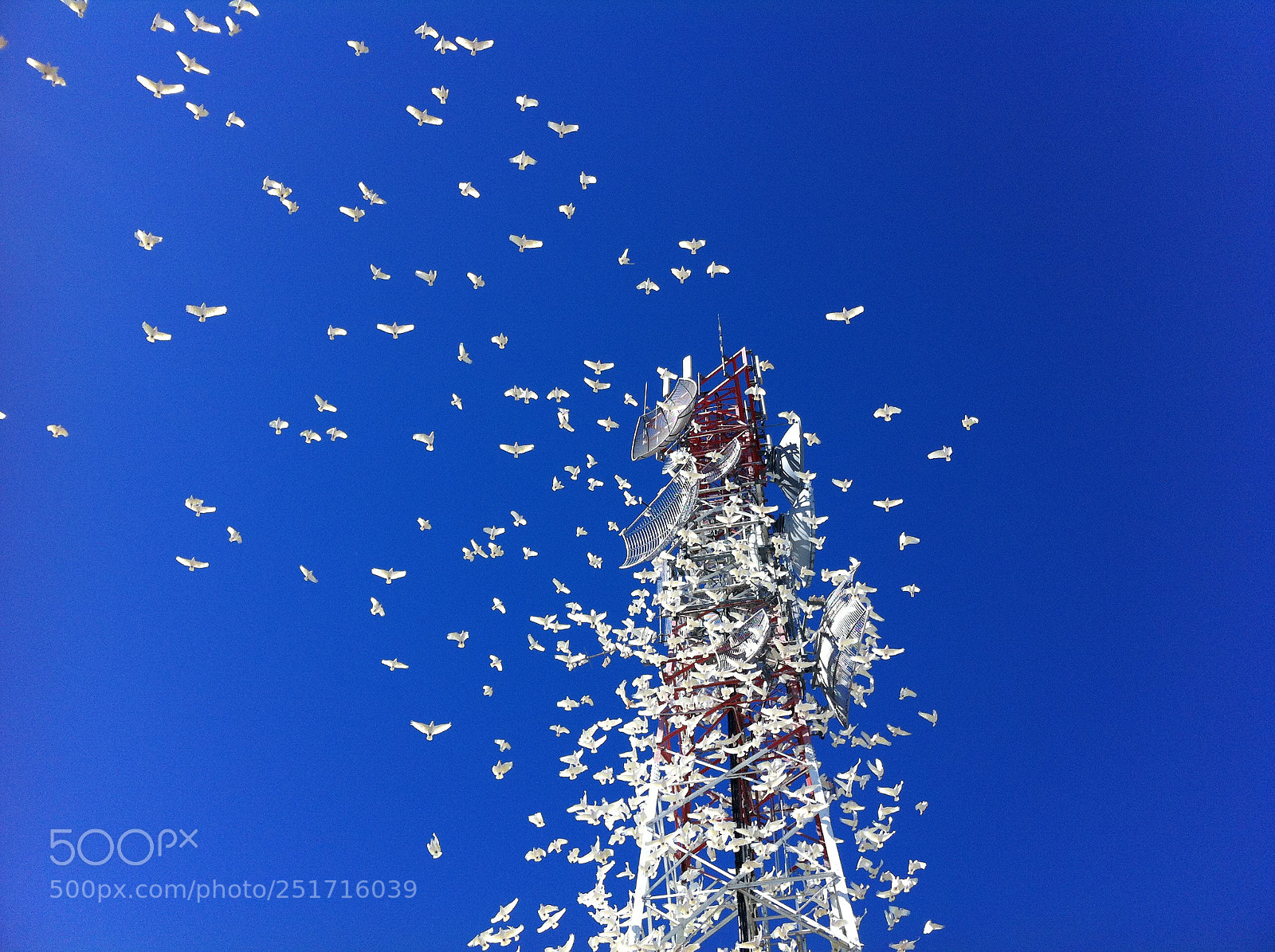 Apple iPhone 4 sample photo. Cacatua photography