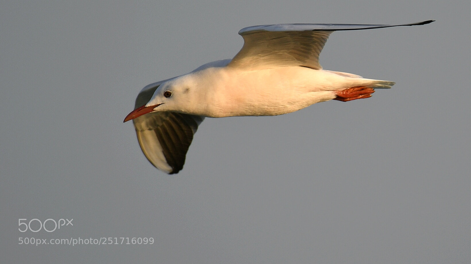 Nikon AF-S Nikkor 200-500mm F5.6E ED VR sample photo. Seagull photography