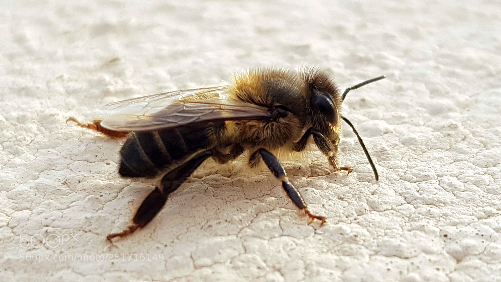 Samsung Galaxy S8 sample photo. Foto macro de una photography