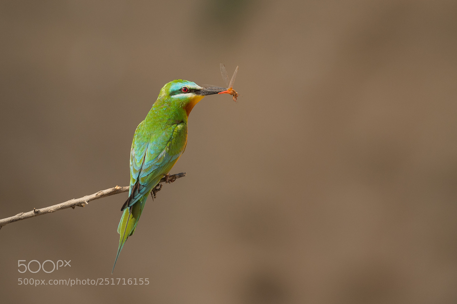 Nikon D5 sample photo. Blue-cheeked bee-eater (merops persicus) photography