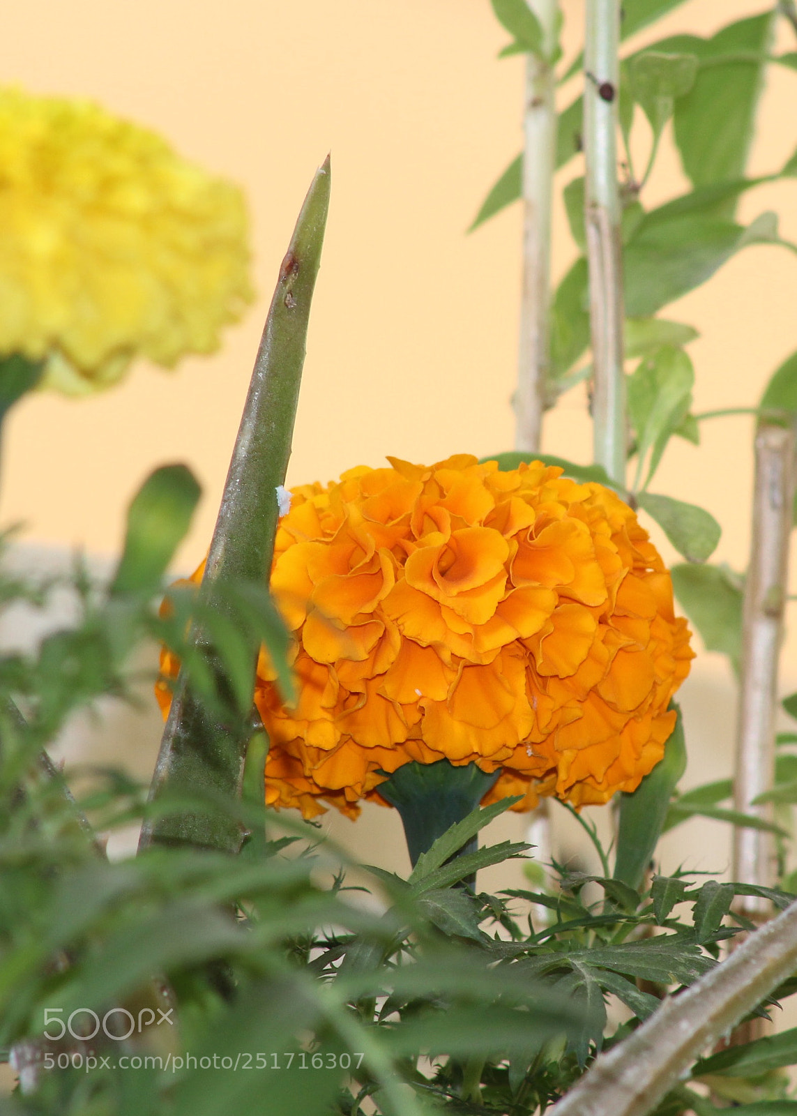 Canon EOS 700D (EOS Rebel T5i / EOS Kiss X7i) sample photo. Orange photography