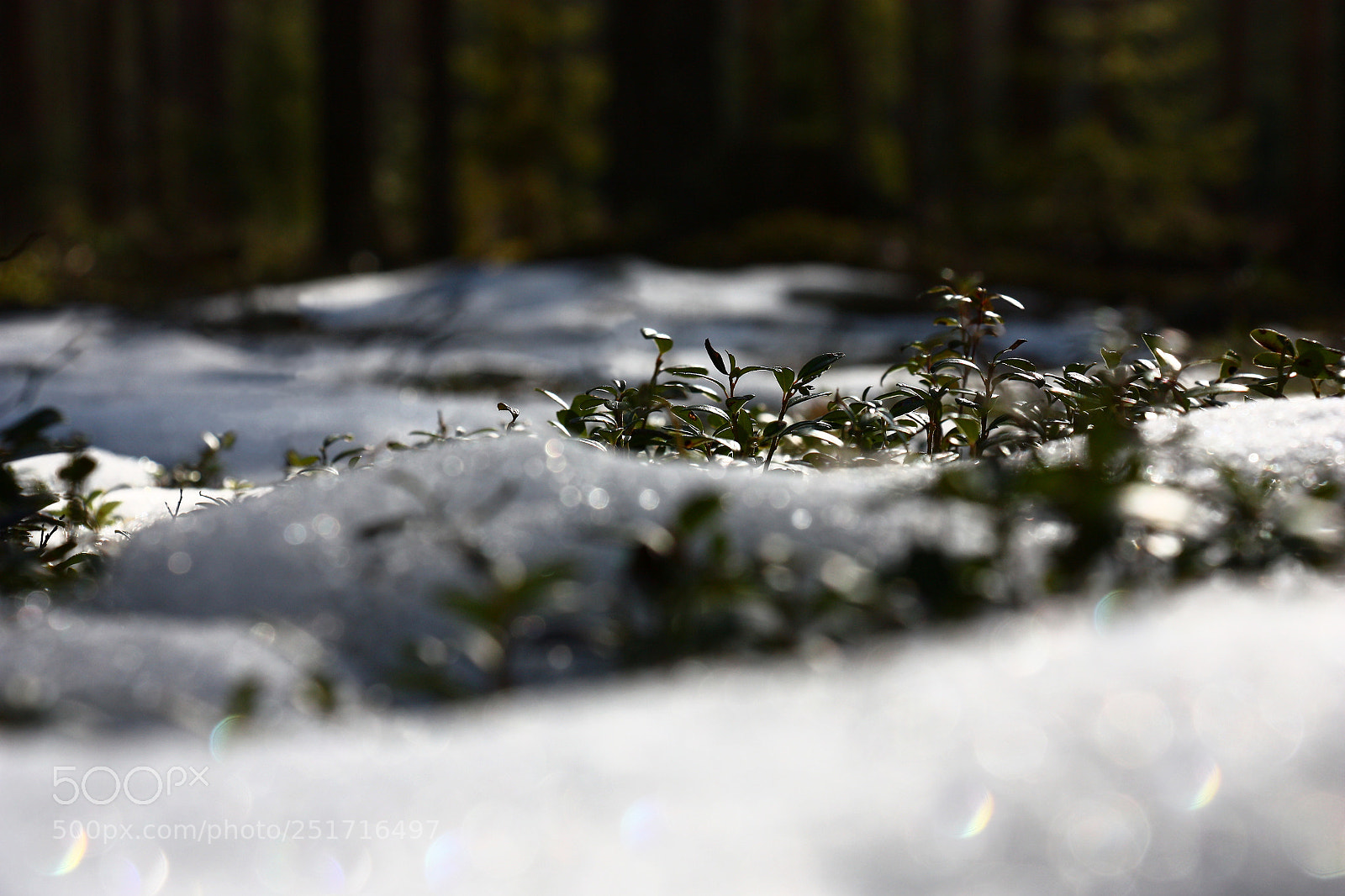 Canon EOS 450D (EOS Rebel XSi / EOS Kiss X2) sample photo. Cowberry shrubs and snow photography