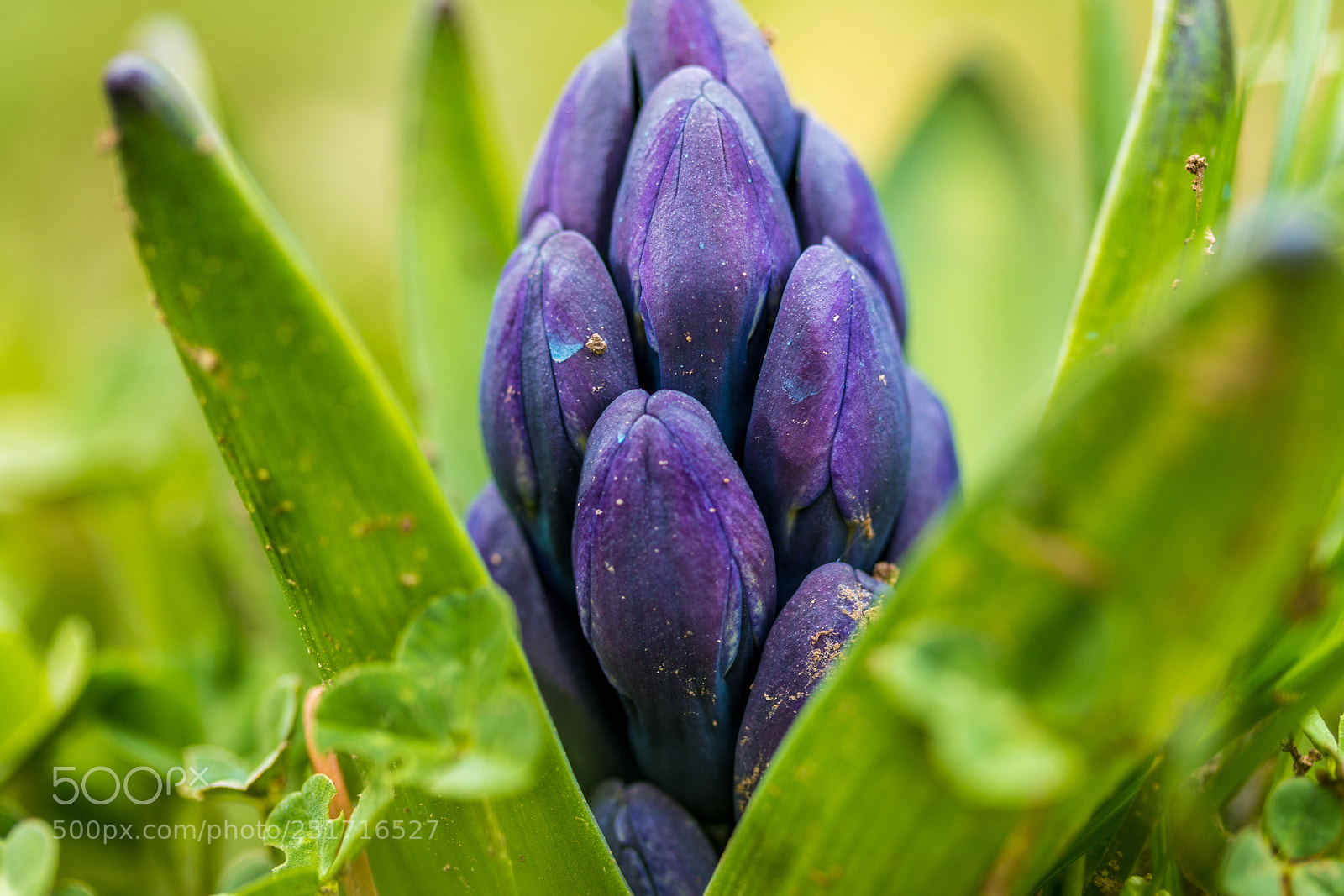 Canon EOS 70D sample photo. Springtime photography