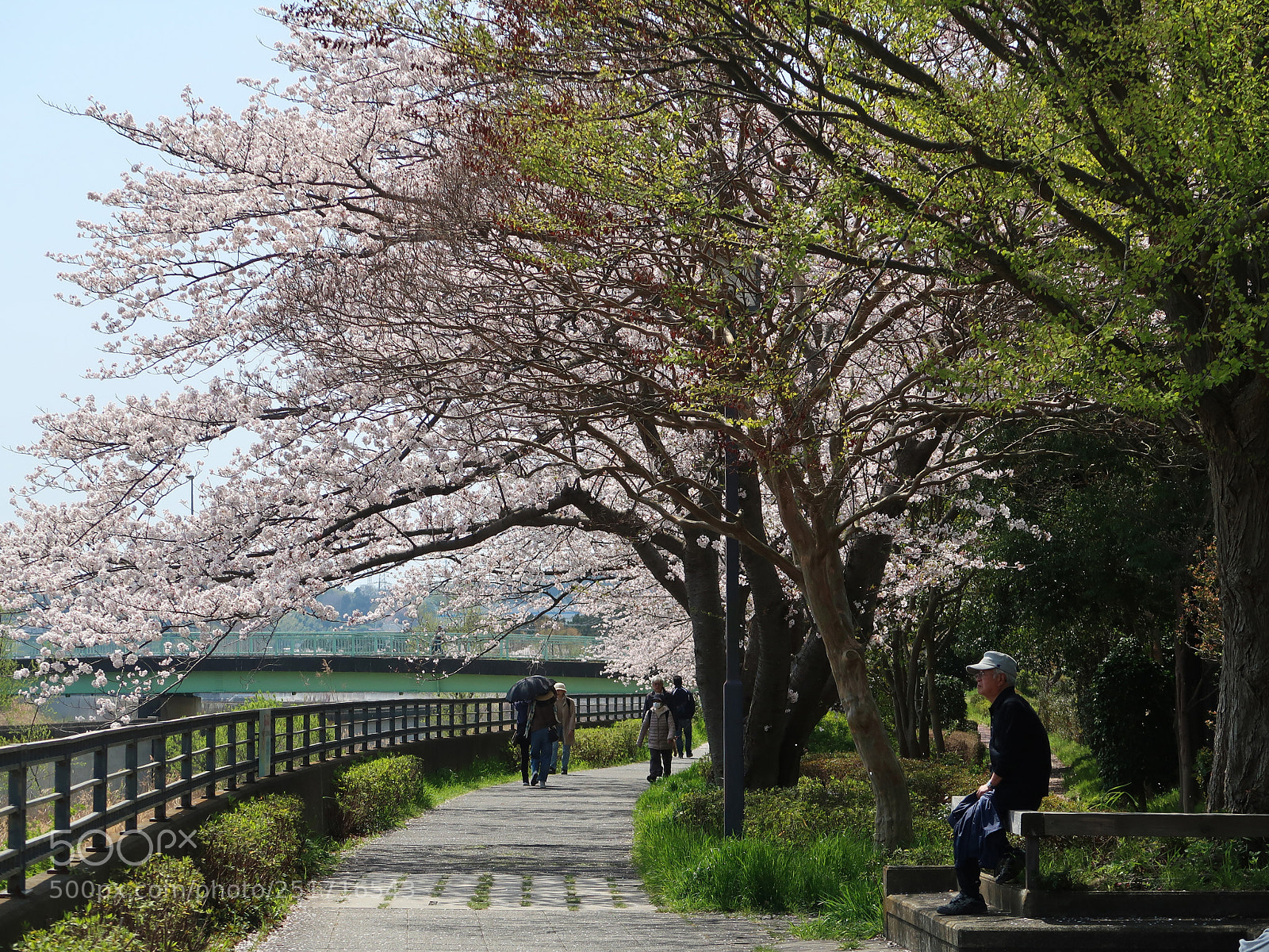 Canon PowerShot G7 X Mark II sample photo. The cherry blossoms picnic photography