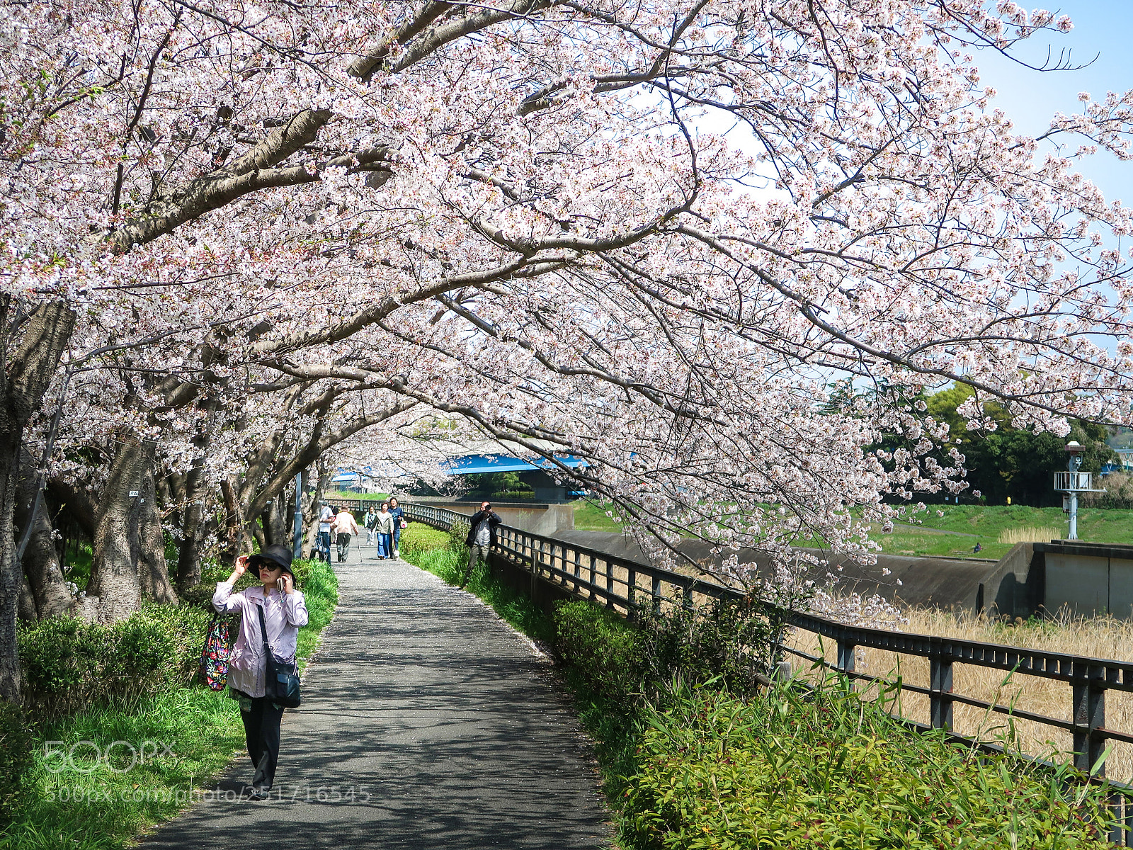 Canon PowerShot G7 X Mark II sample photo. The cherry blossoms picnic photography