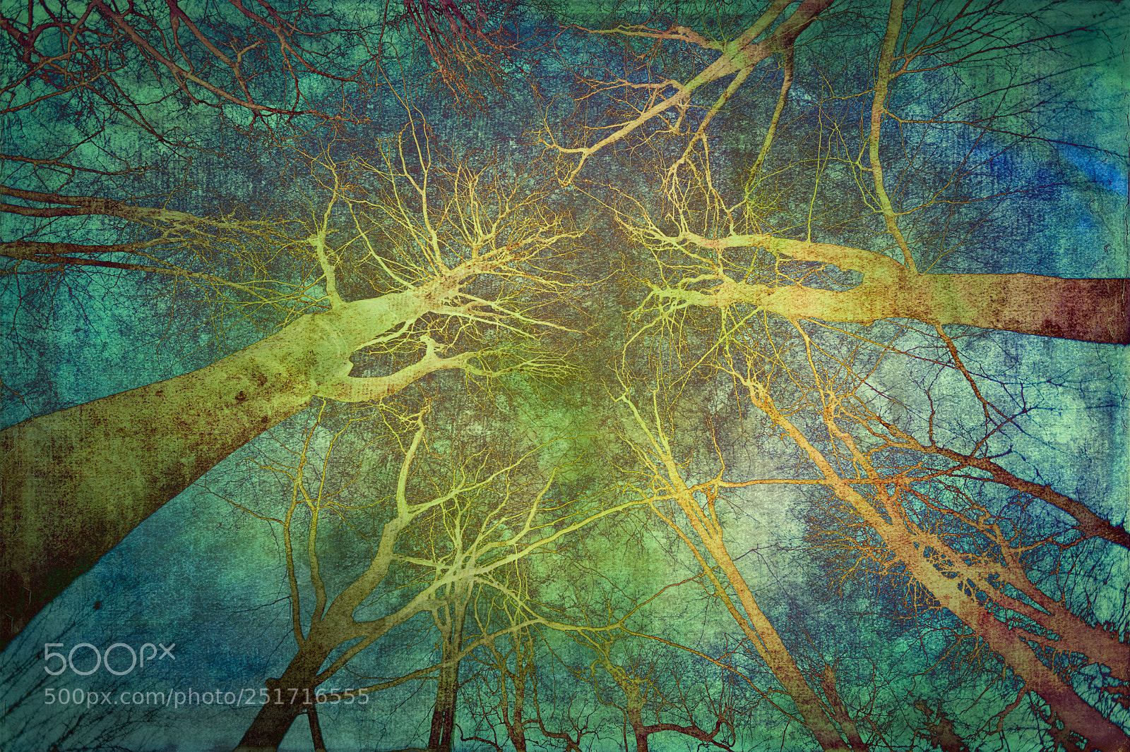 Canon EOS 5D Mark II sample photo. Spooky woods photography