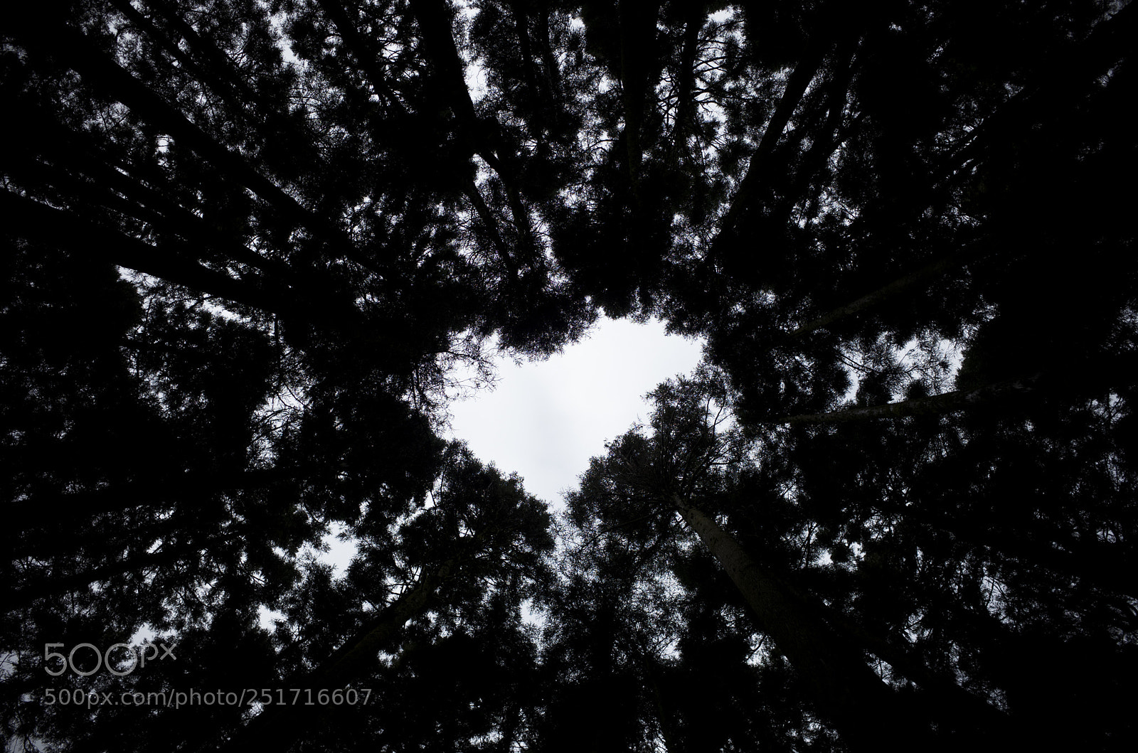 Ricoh GR II sample photo. Alishan photography