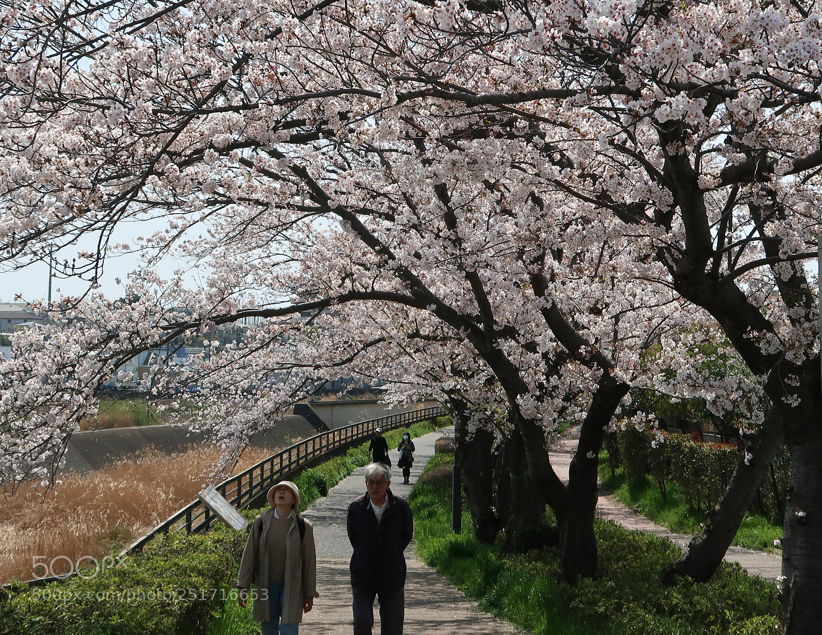 Canon PowerShot G7 X Mark II sample photo. The cherry blossoms picnic photography