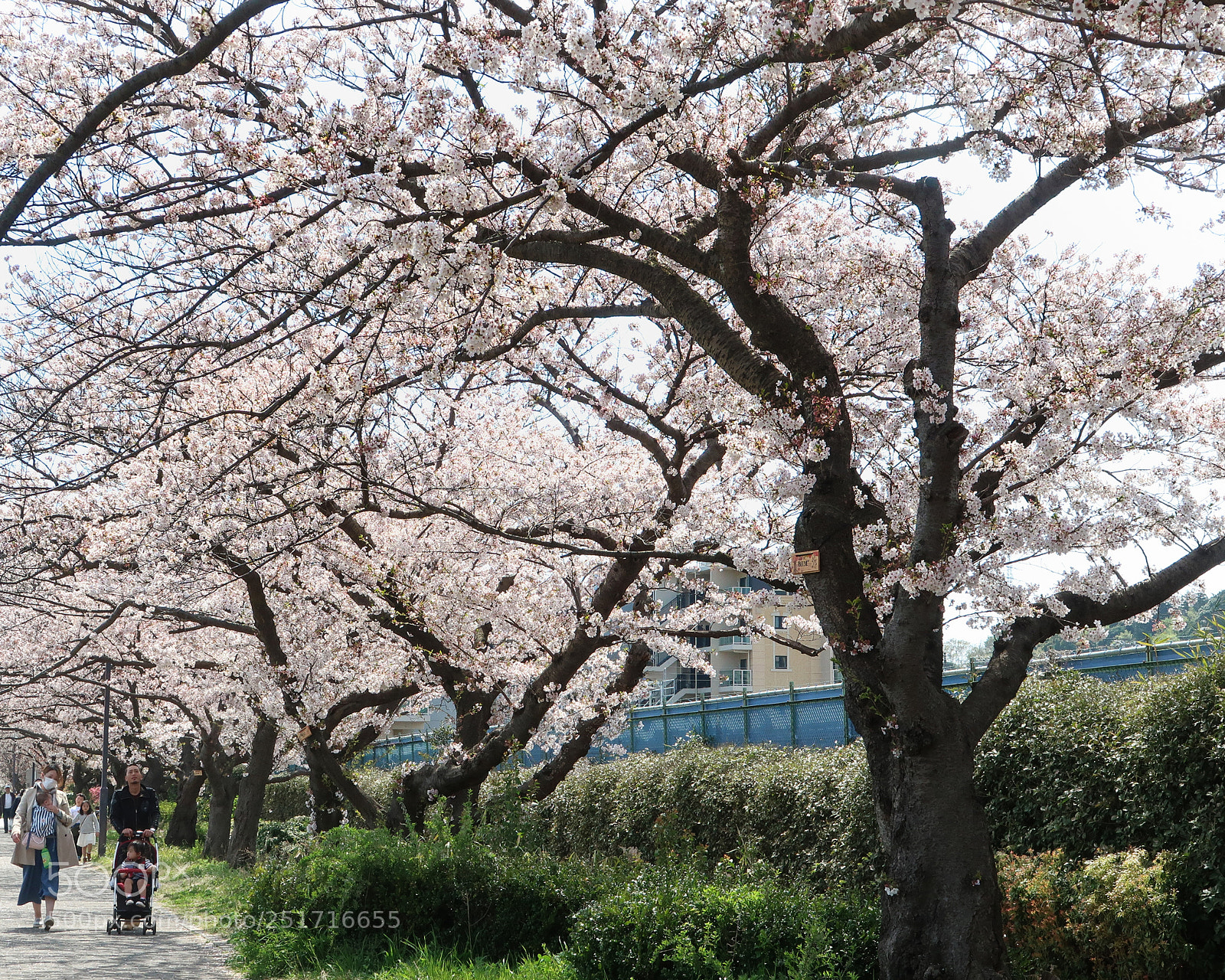 Canon PowerShot G7 X Mark II sample photo. The cherry blossoms picnic photography