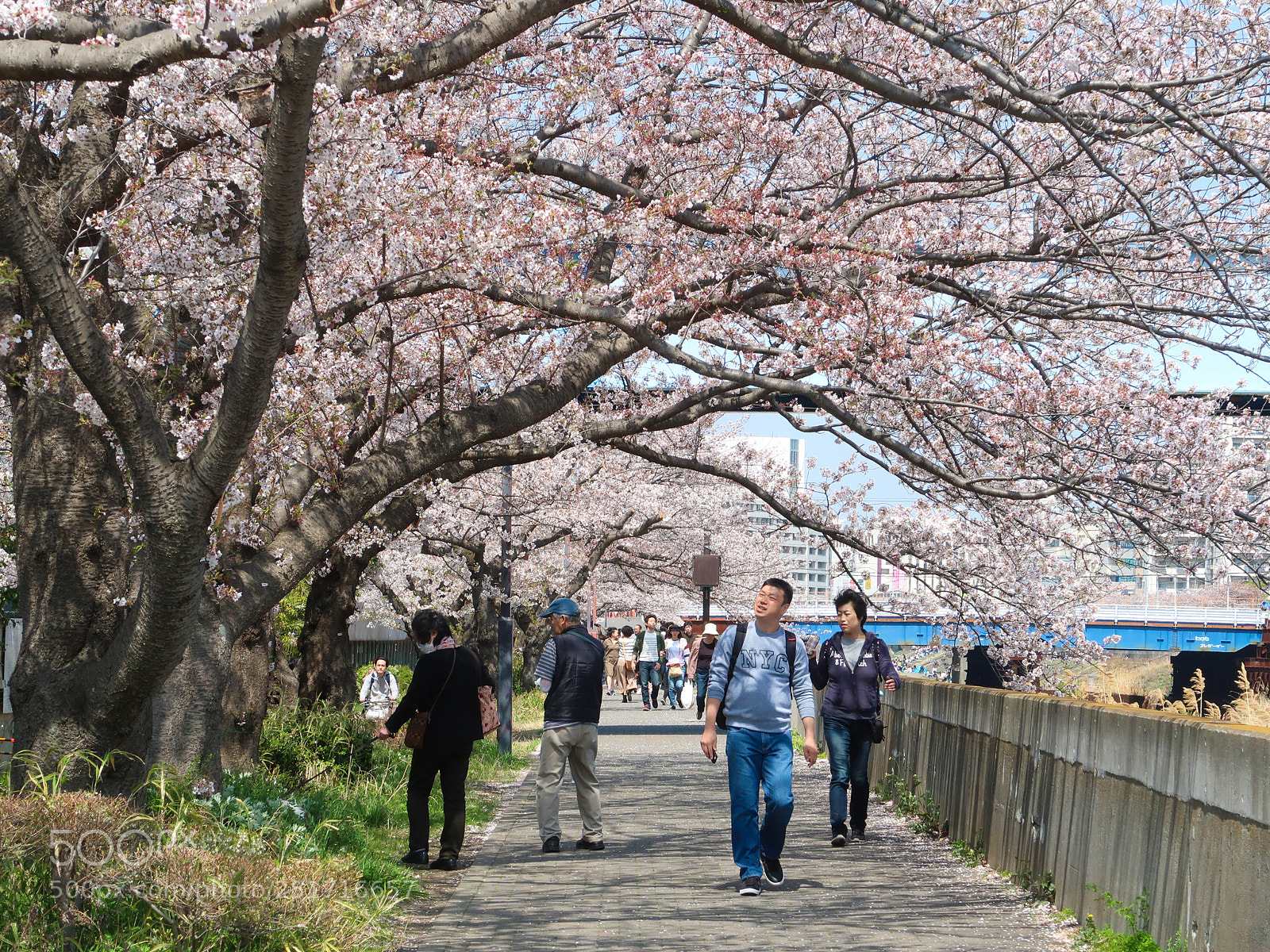 Canon PowerShot G7 X Mark II sample photo. The cherry blossoms picnic photography