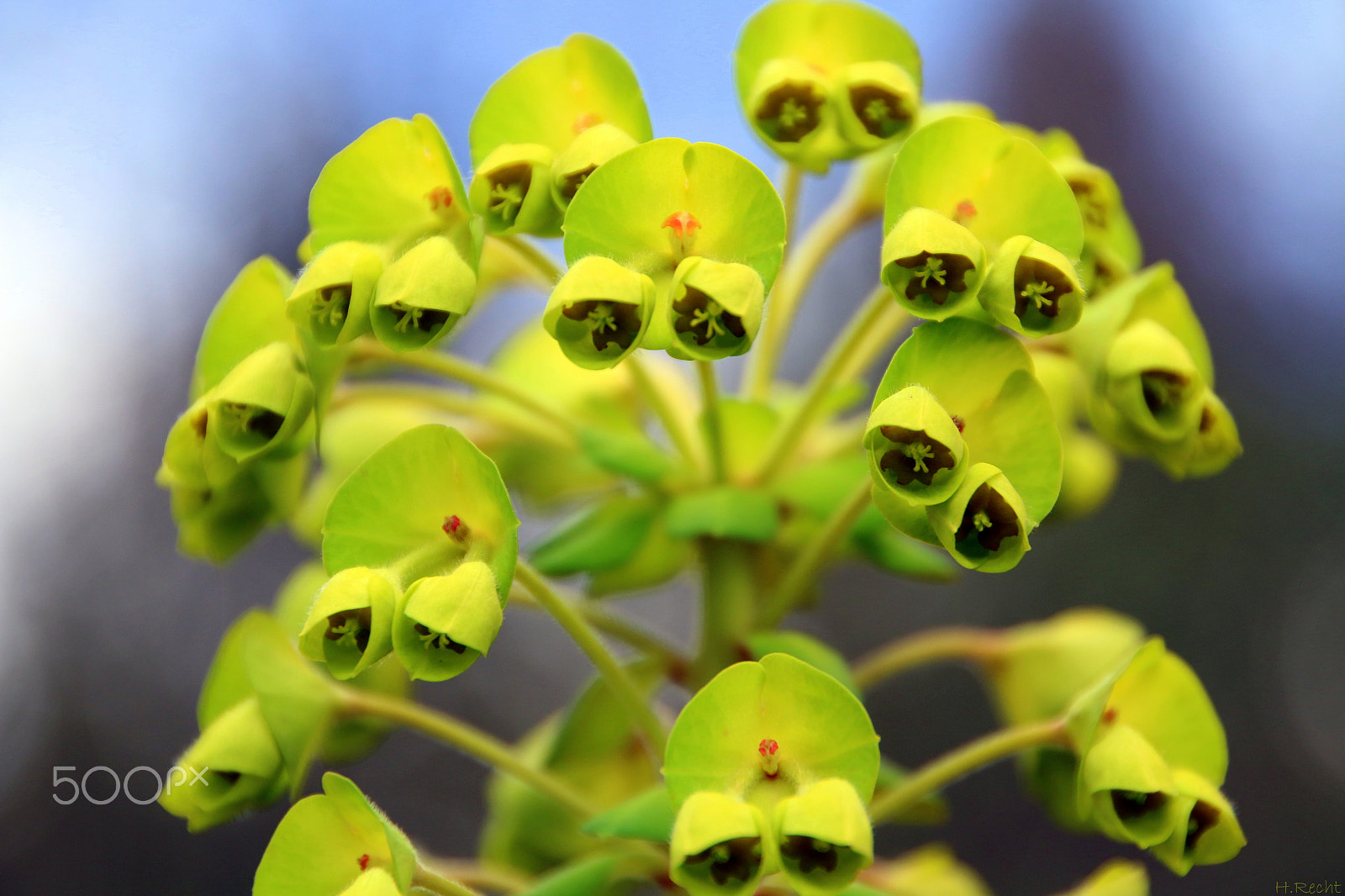 Canon EOS 70D sample photo. Green flower photography