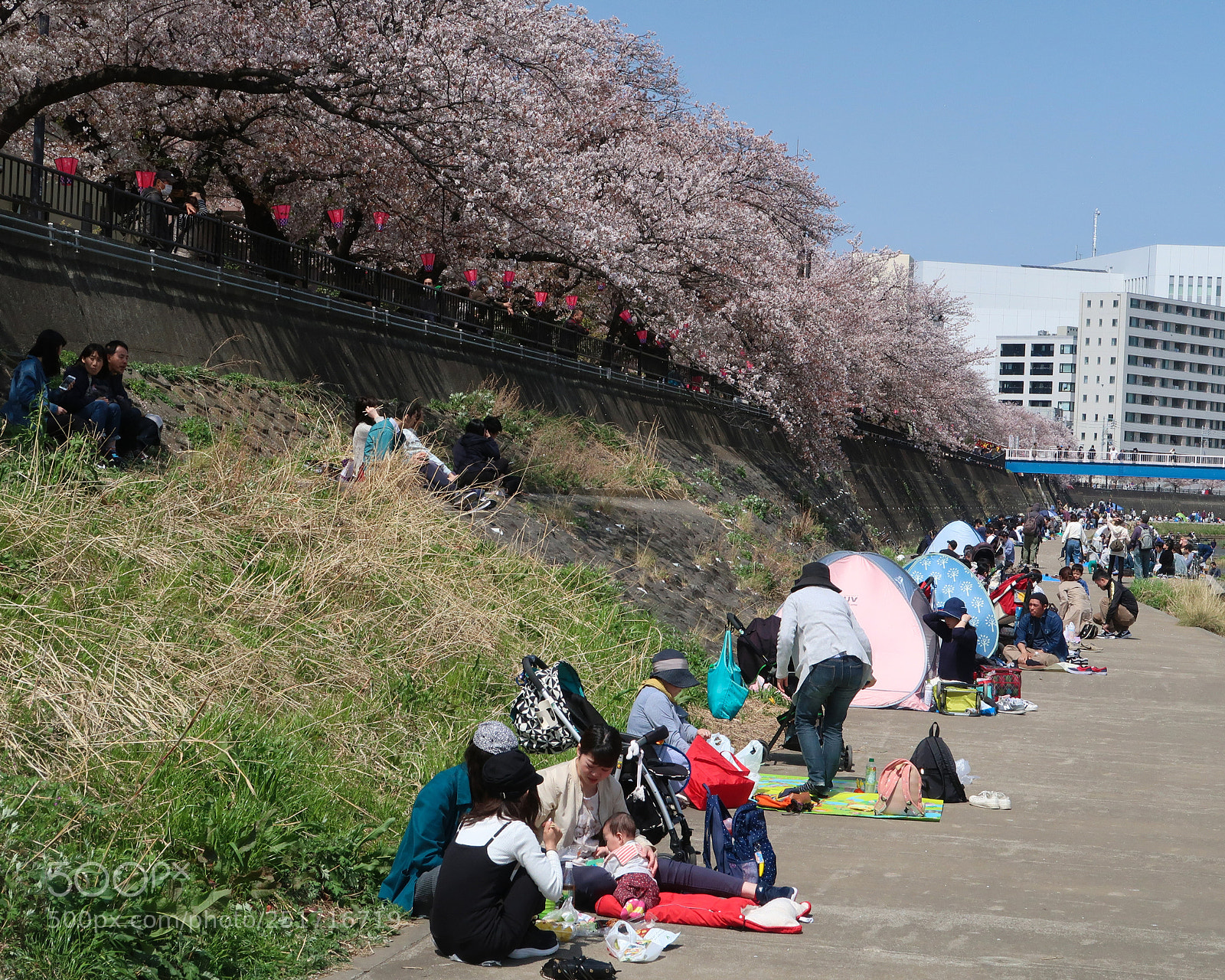 Canon PowerShot G7 X Mark II sample photo. The cherry blossoms picnic photography