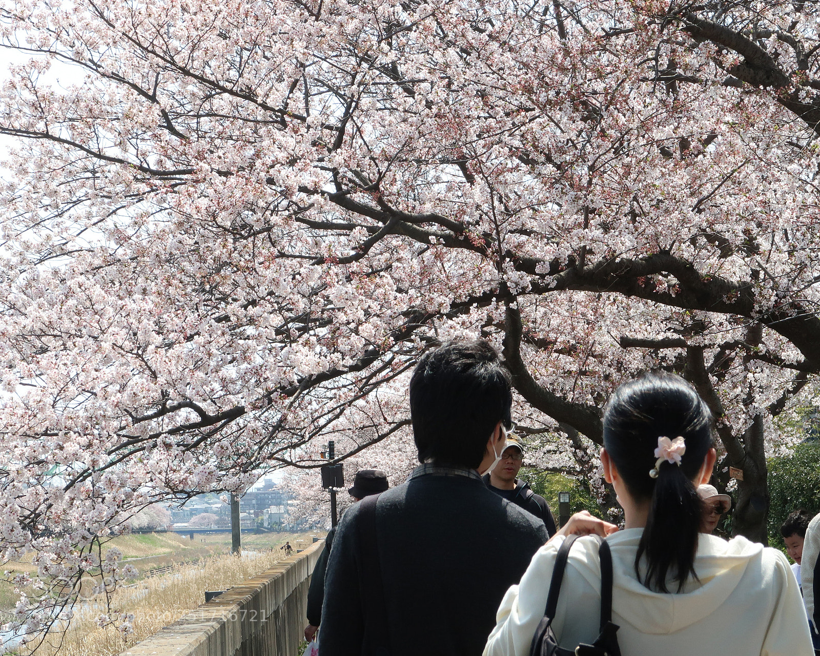 Canon PowerShot G7 X Mark II sample photo. The cherry blossoms picnic photography
