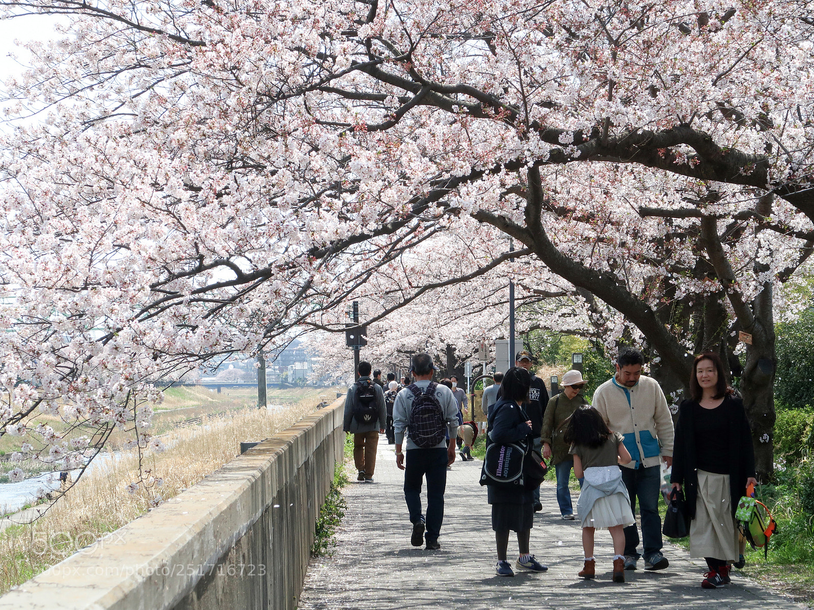Canon PowerShot G7 X Mark II sample photo. The cherry blossoms picnic photography