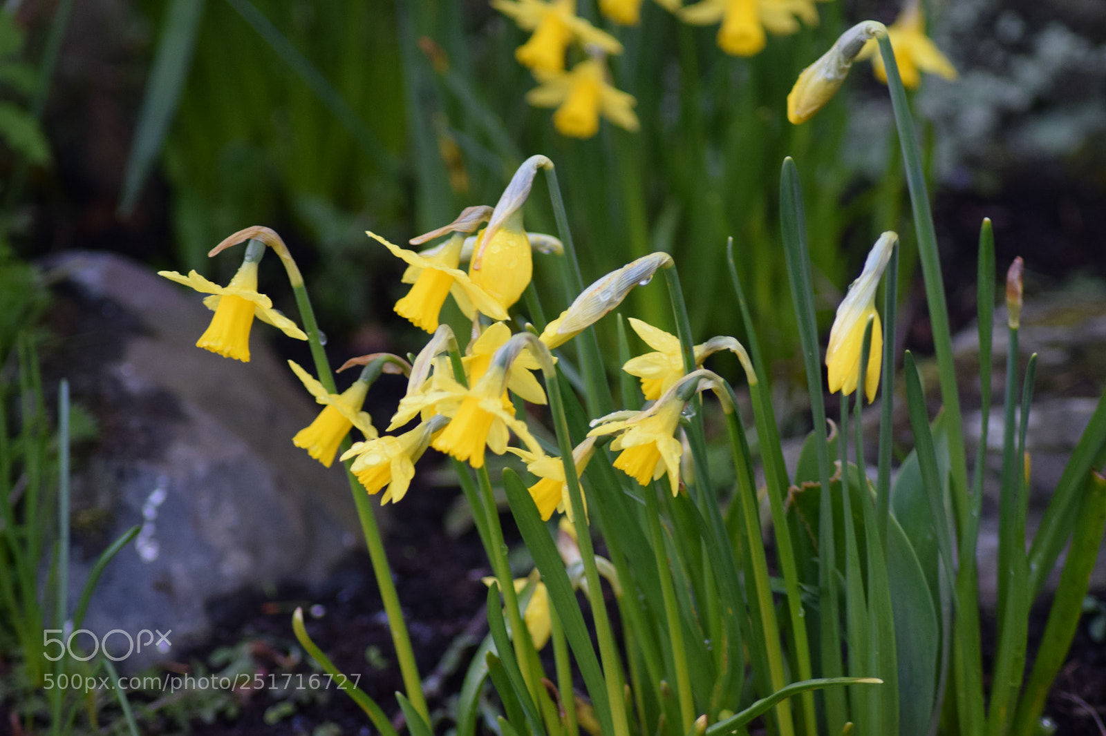 Nikon D5300 sample photo. Dsc photography
