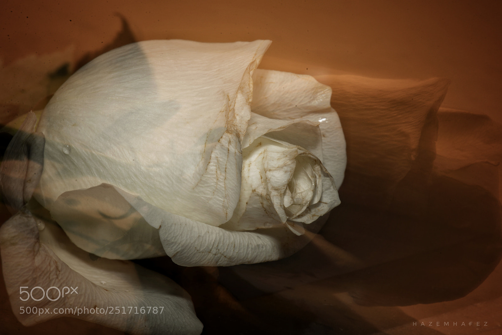 Nikon D610 sample photo. Withdrawal.. photography