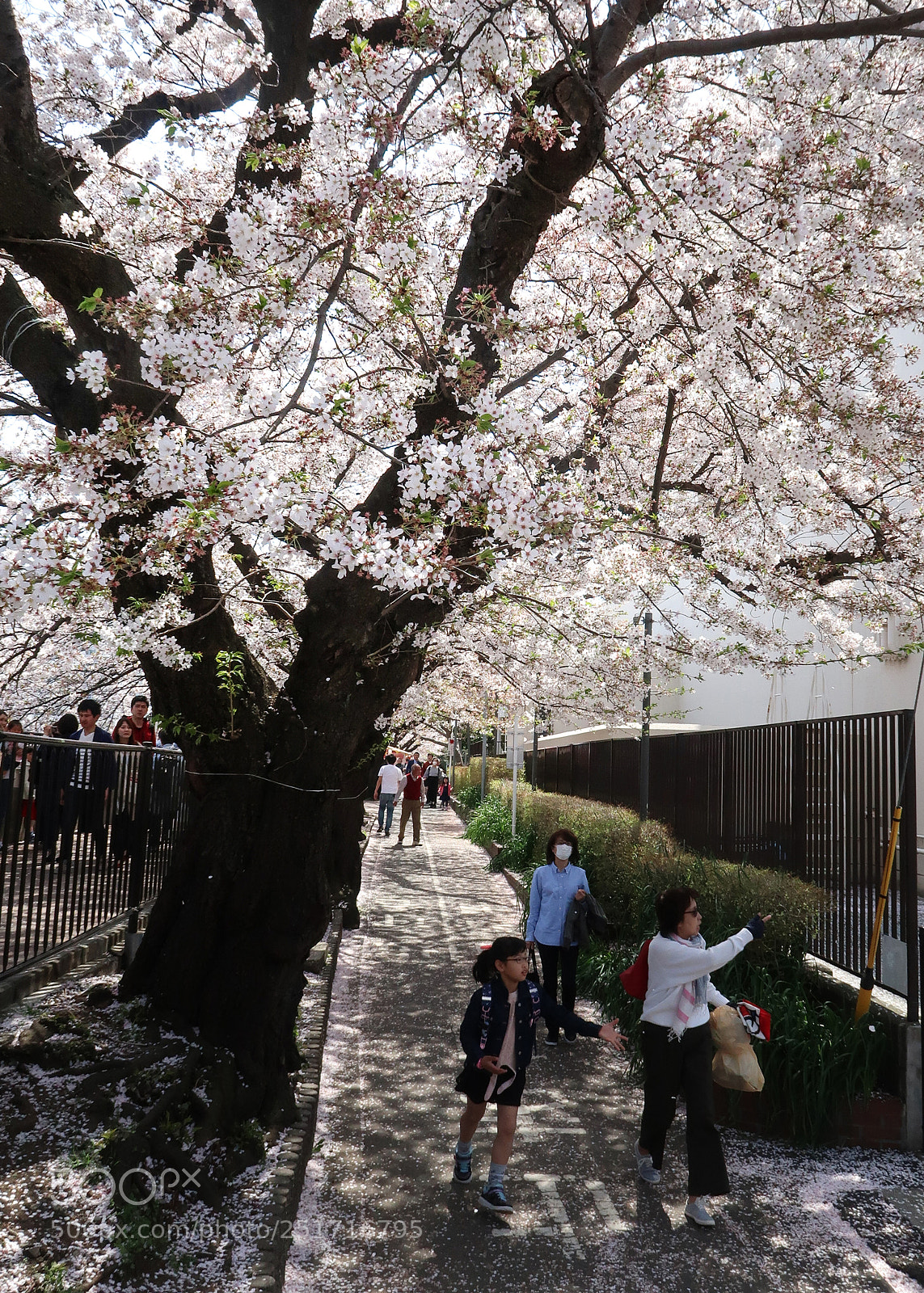 Canon PowerShot G7 X Mark II sample photo. The cherry blossoms picnic photography