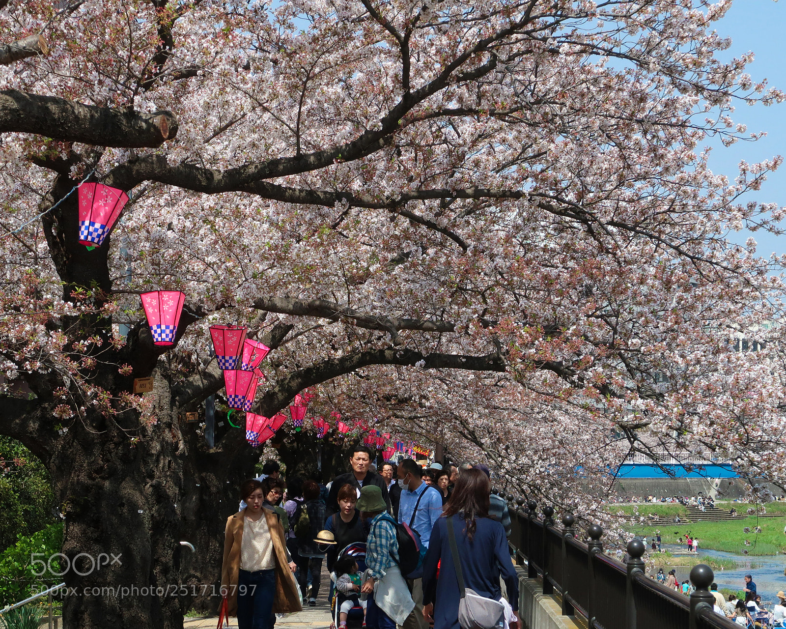Canon PowerShot G7 X Mark II sample photo. The cherry blossoms picnic photography