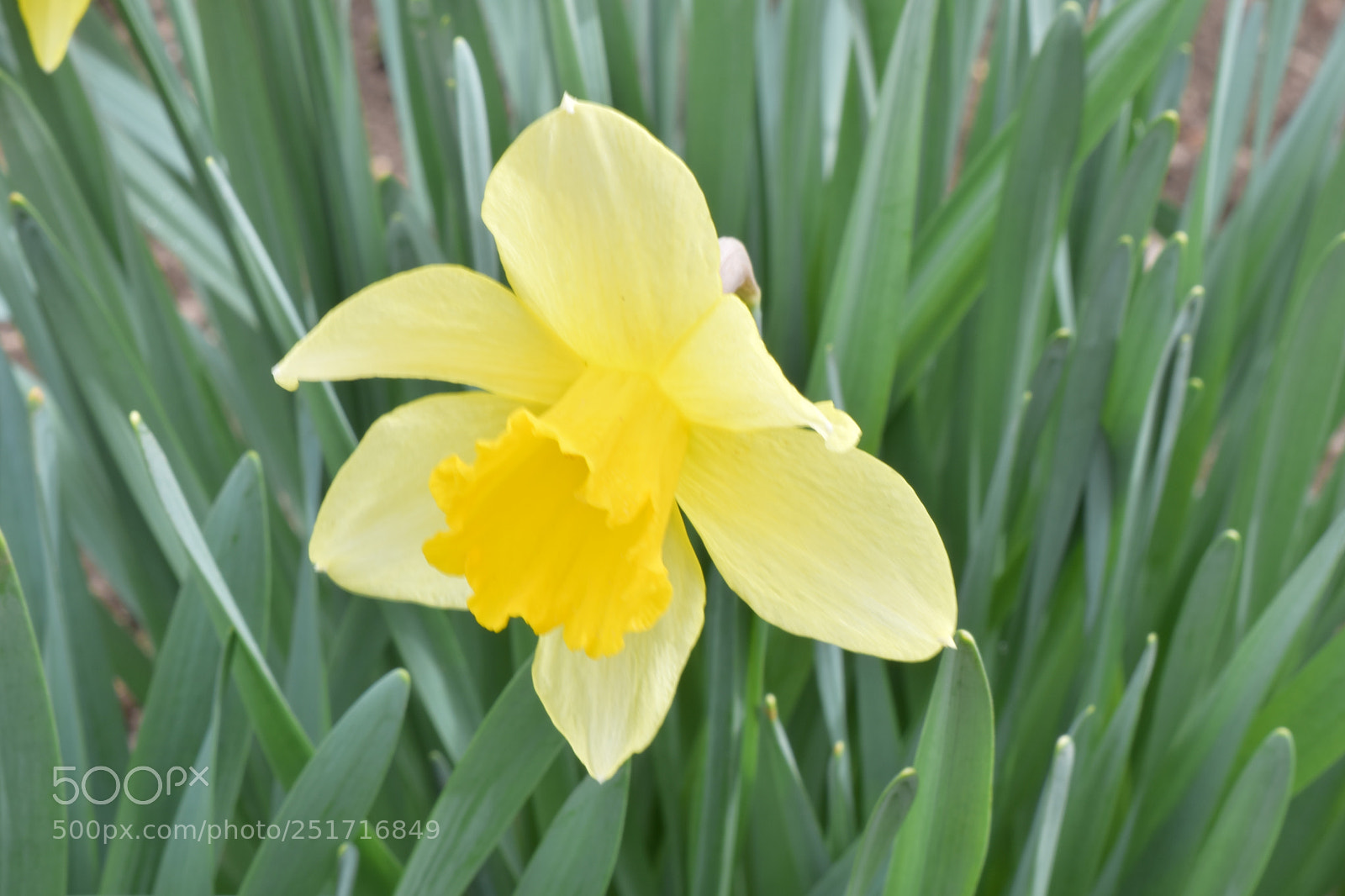 Nikon D5300 sample photo. Природа photography