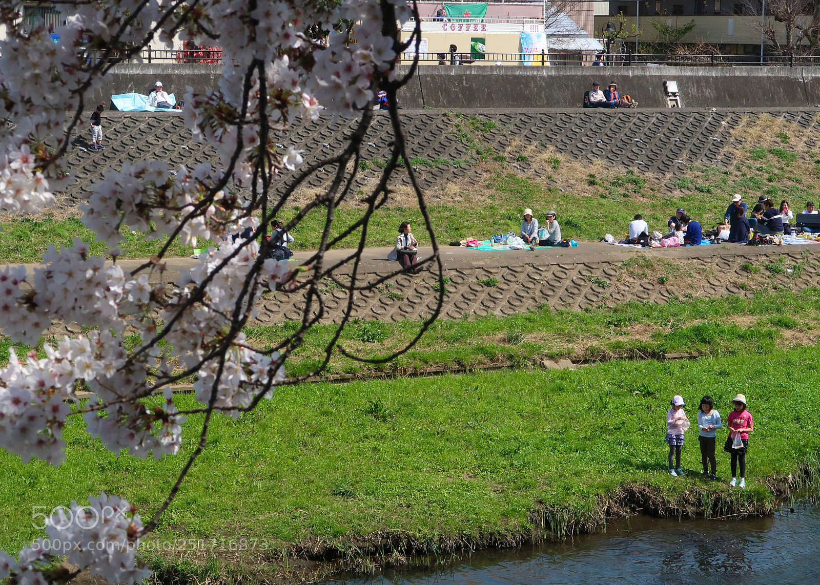 Canon PowerShot G7 X Mark II sample photo. The cherry blossoms picnic photography