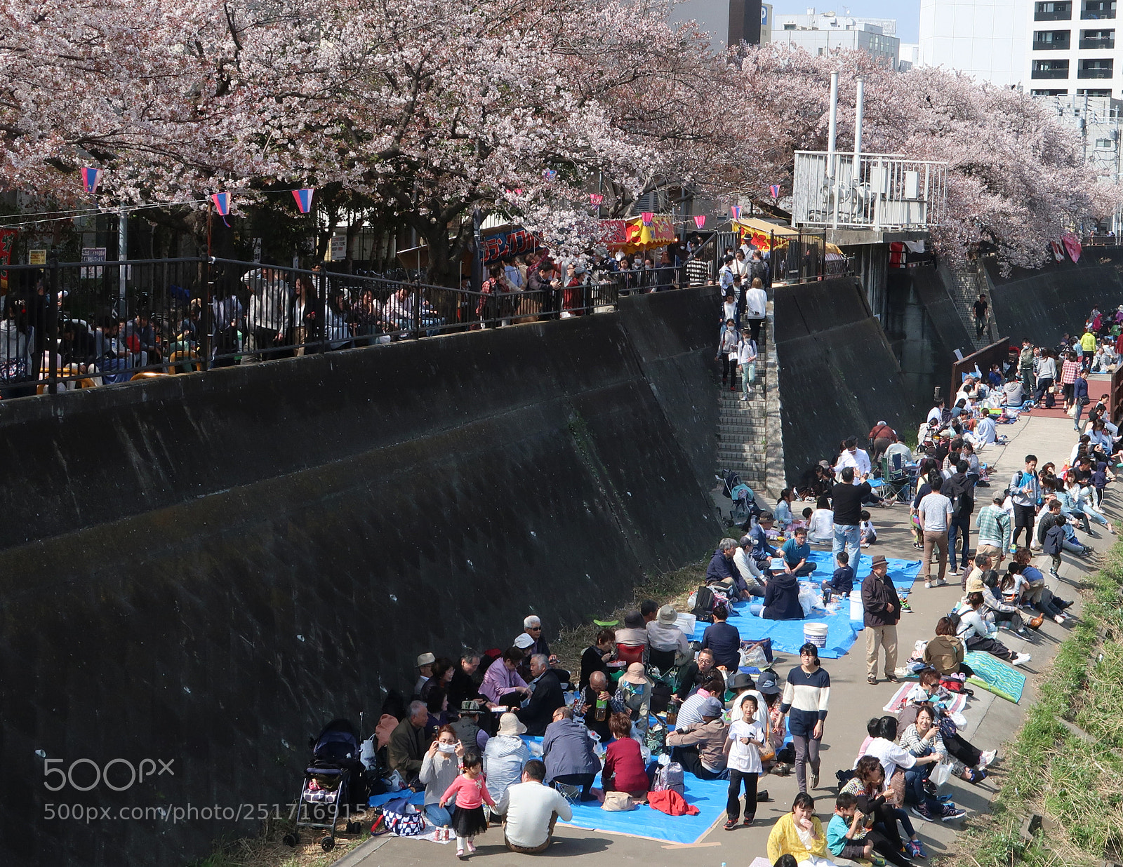 Canon PowerShot G7 X Mark II sample photo. The cherry blossoms picnic photography