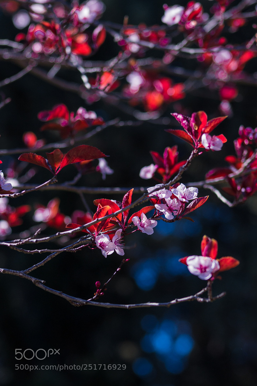 Canon EOS 100D (EOS Rebel SL1 / EOS Kiss X7) sample photo. Spring vibes photography