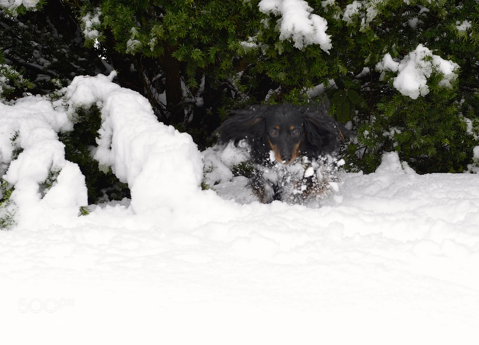 Nikon D800E sample photo. Dog in the snow photography