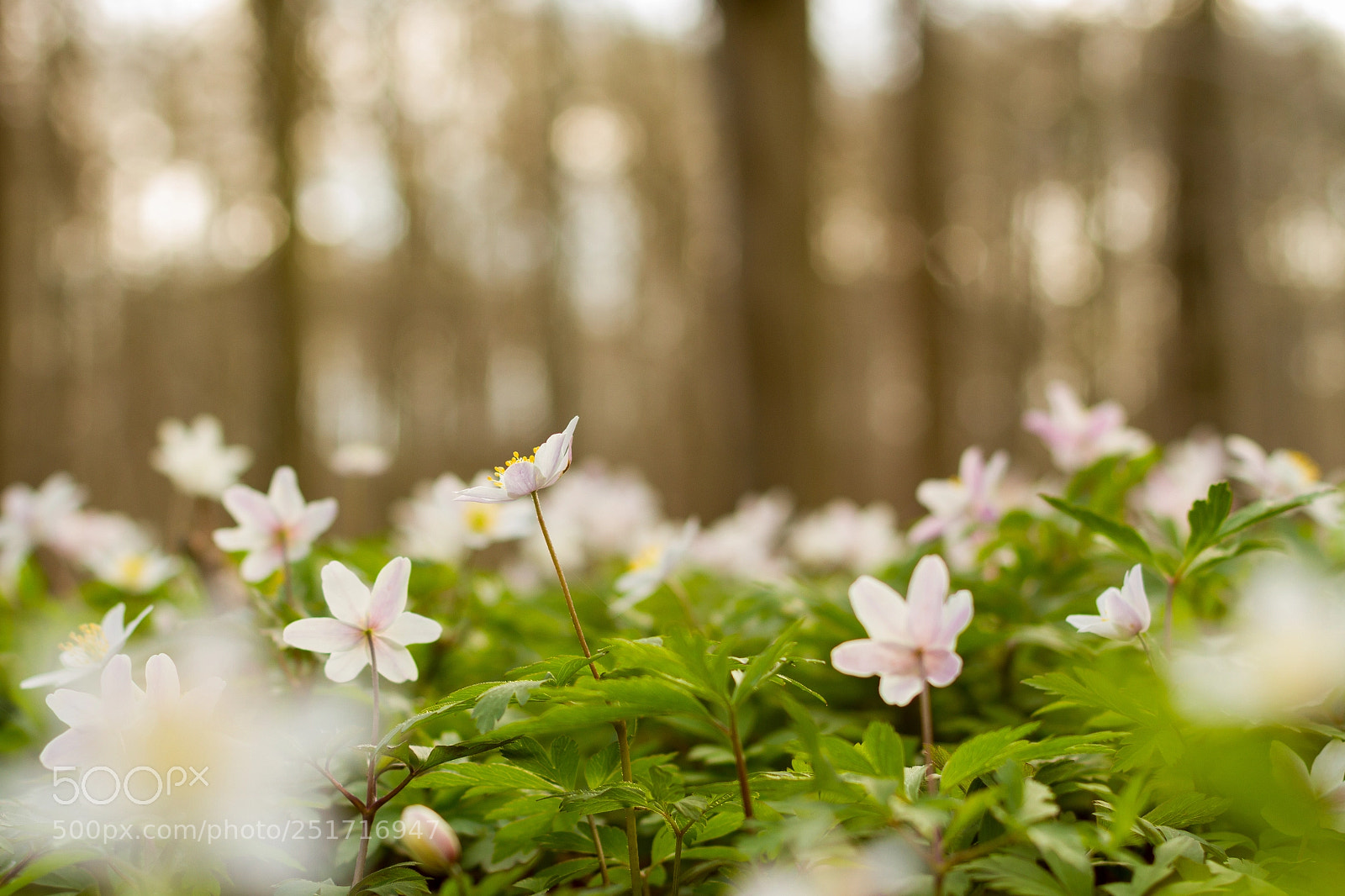 Canon EOS 7D sample photo. The start of spring photography