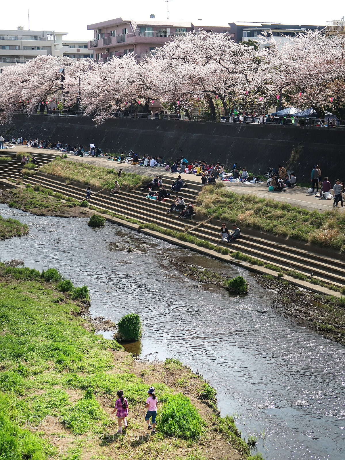 Canon PowerShot G7 X Mark II sample photo. The cherry blossoms picnic photography